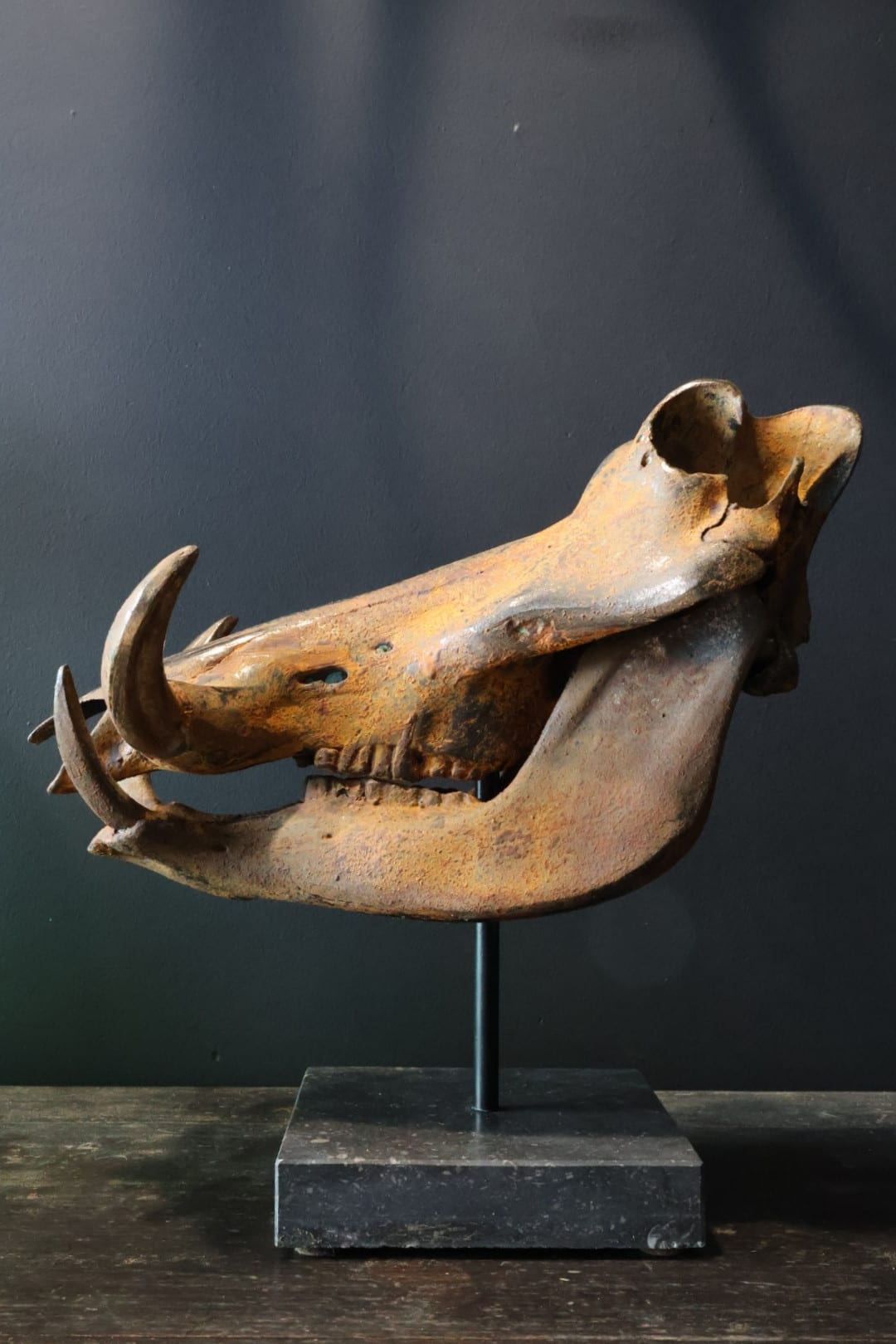 Schädel Warzenschwein
