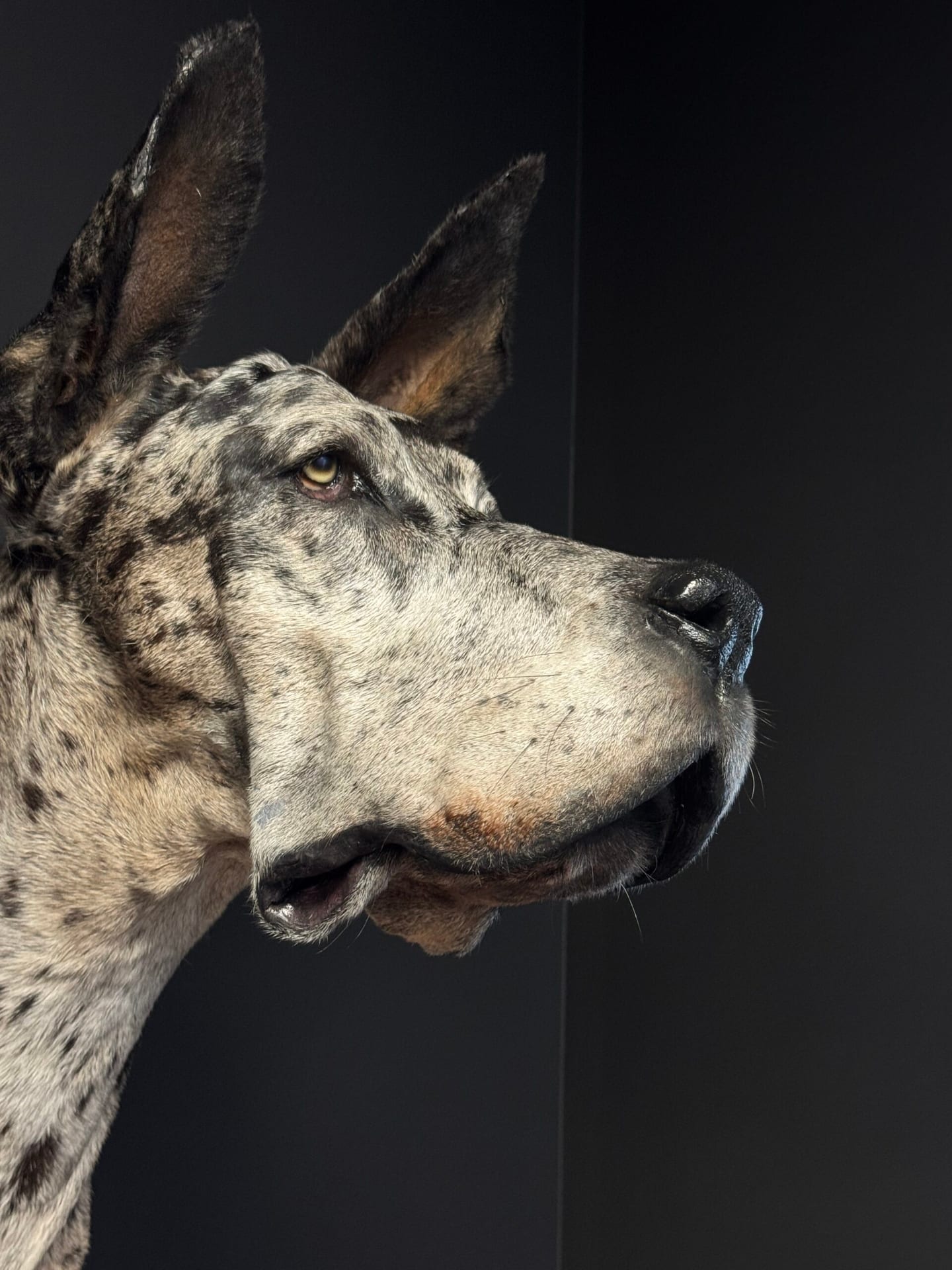 Ausgestopfter Hundekopf