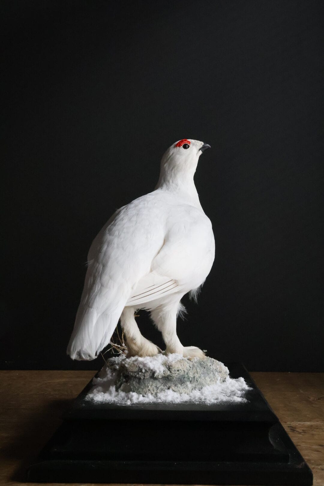 Opgezette sneeuwhoen