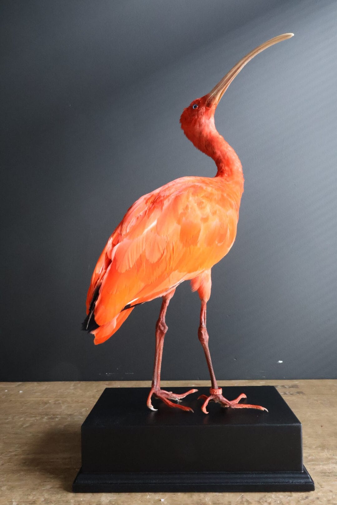 Ibis rouge naturalisé