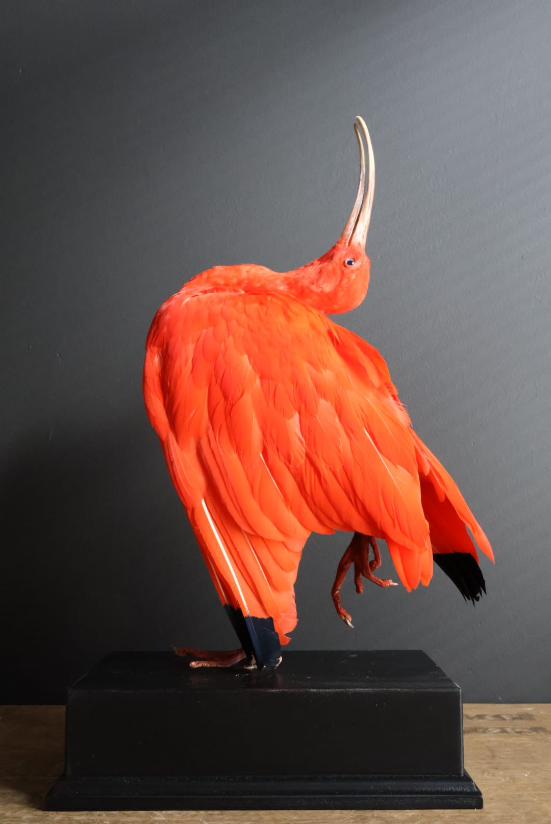 Ibis rouge naturalisé
