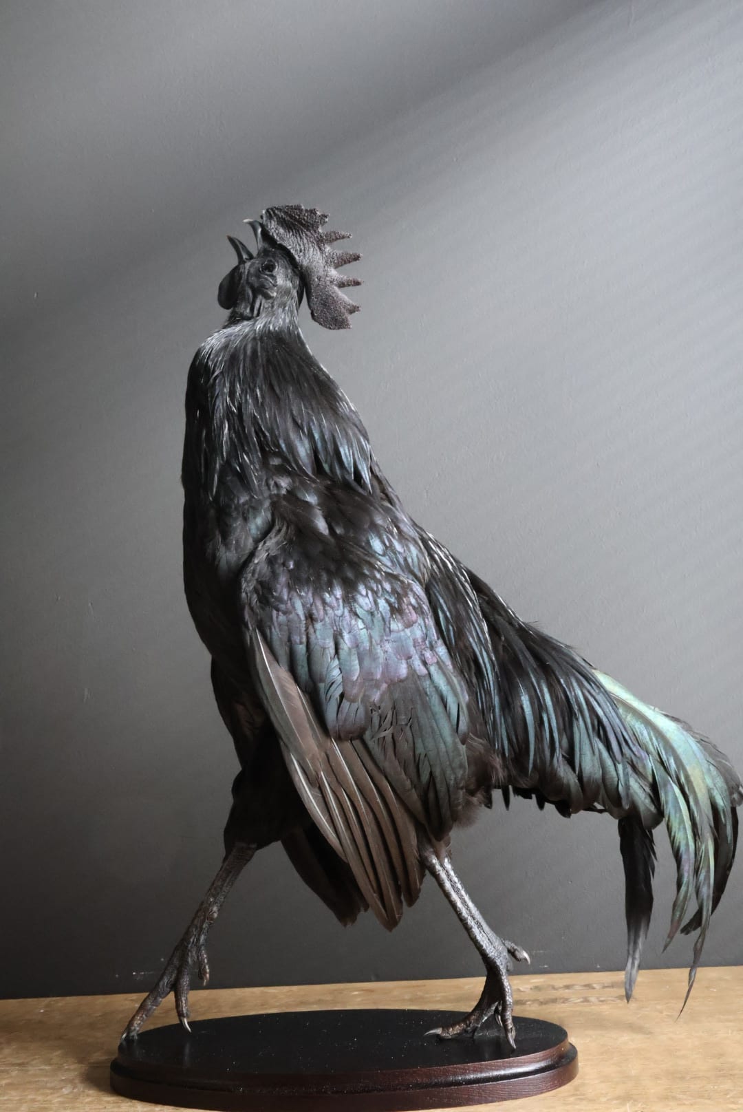 Mounted black rooster