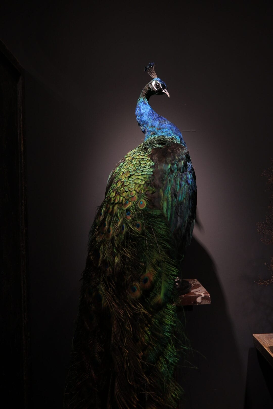 Mounted black winged peacock