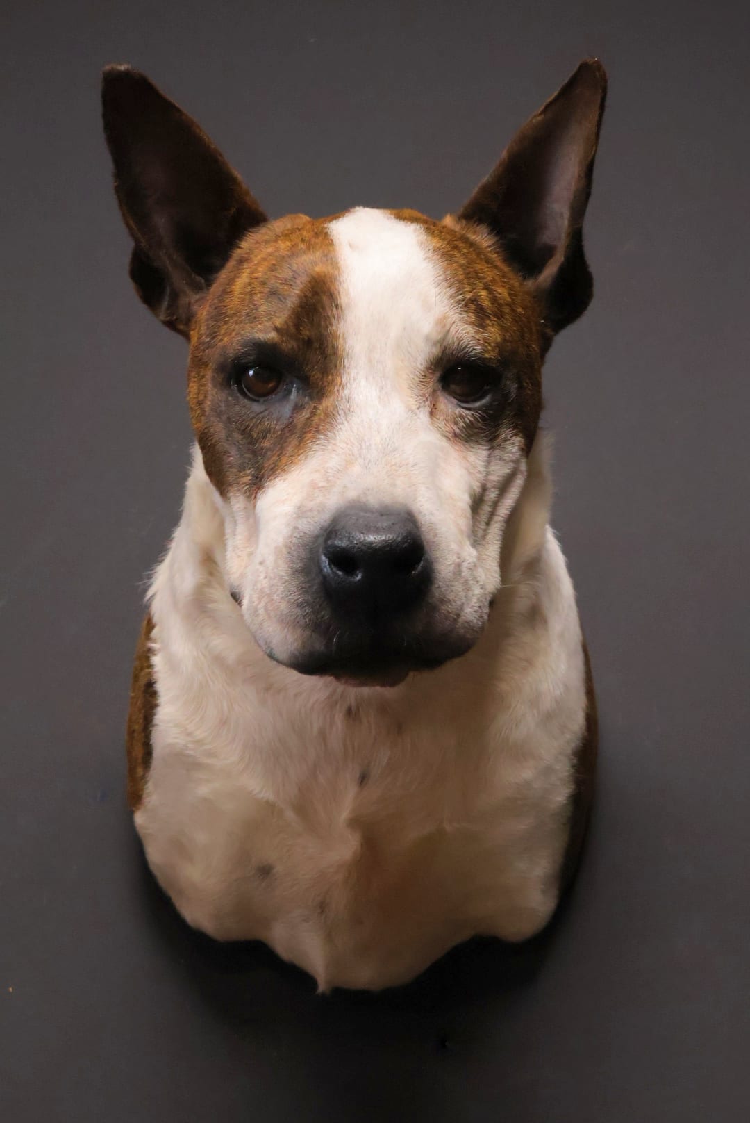 Ausgestopfter Hundekopf