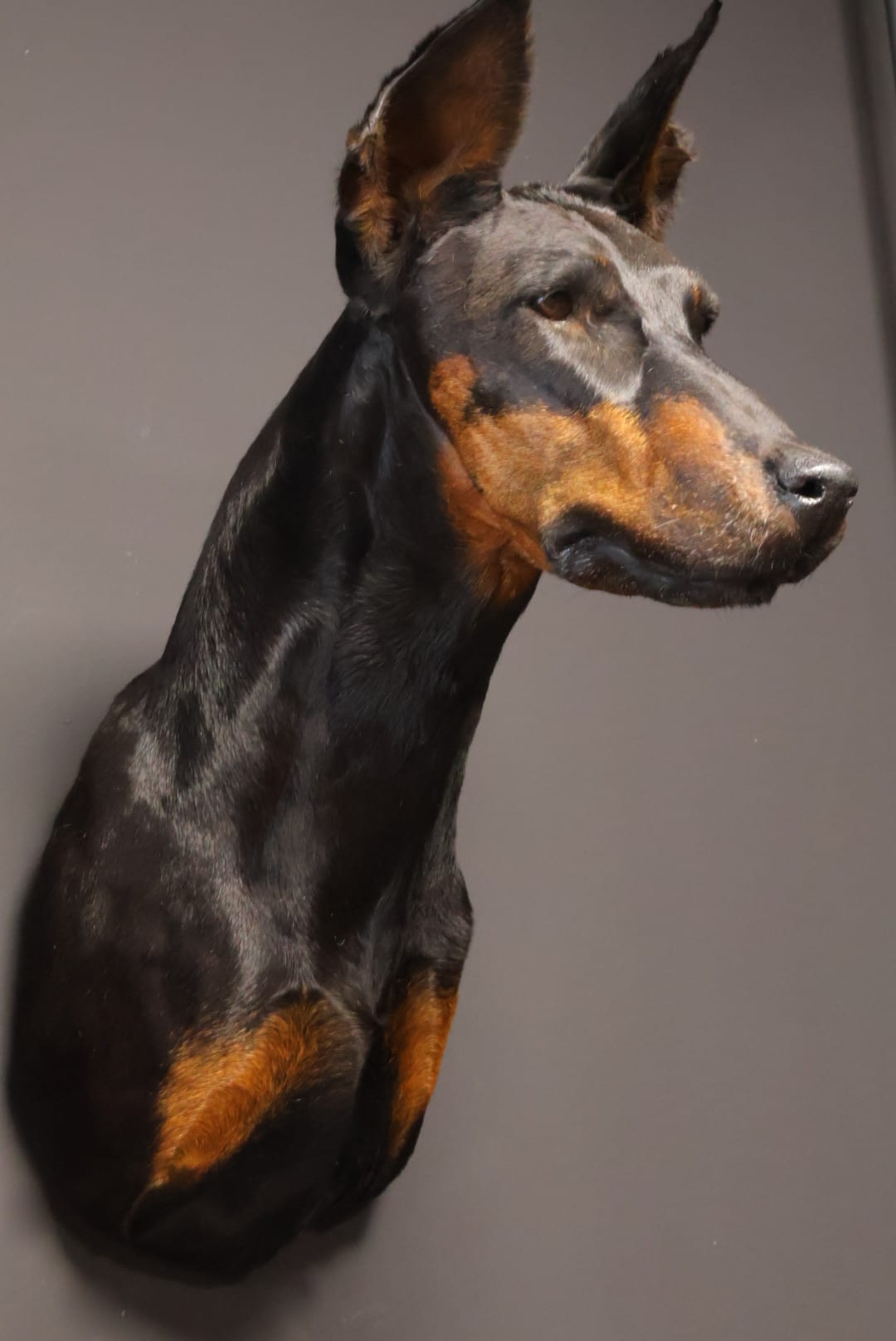Ausgestopfter Hundekopf