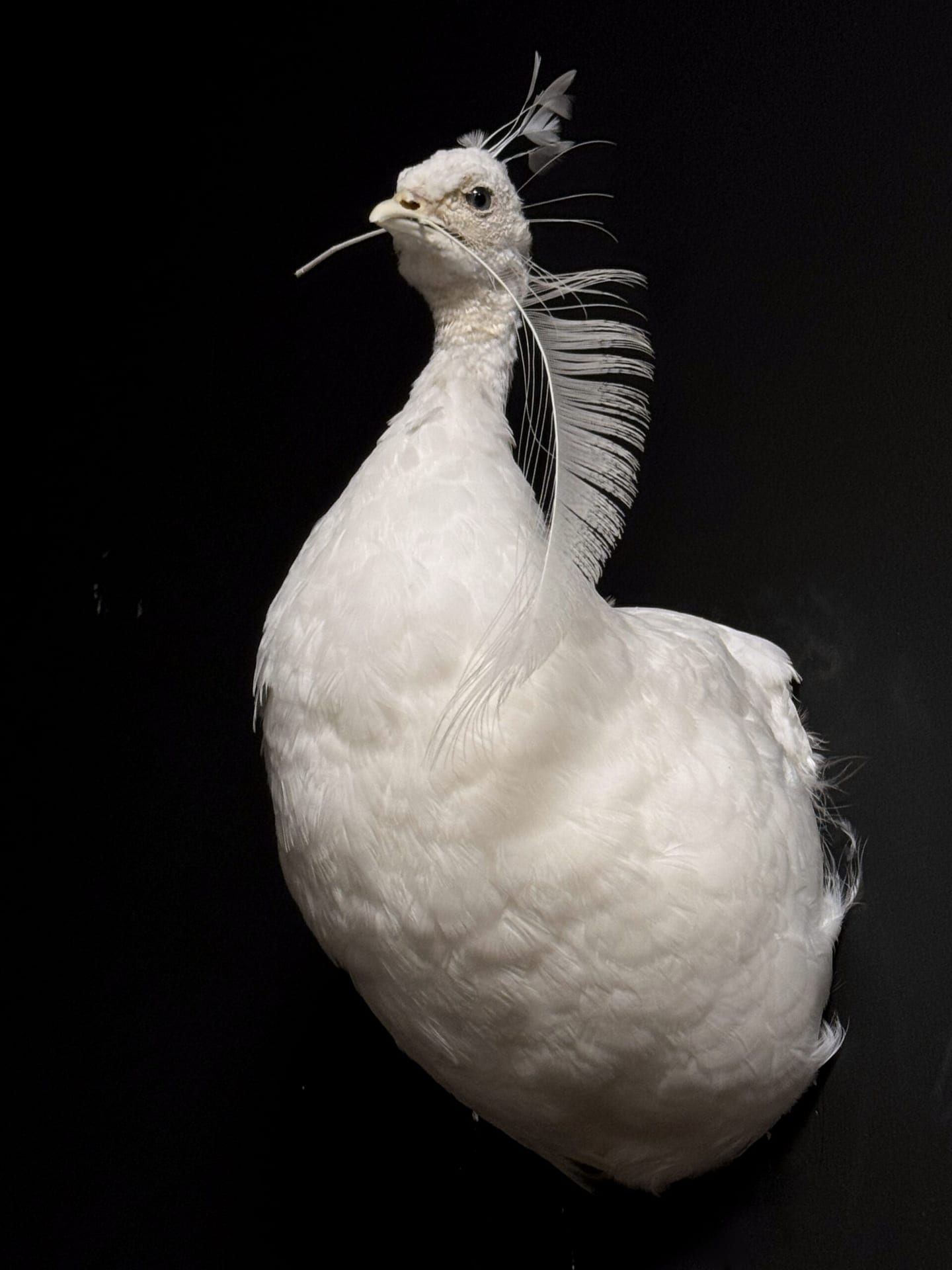 Kunstwerk Witte Pauw