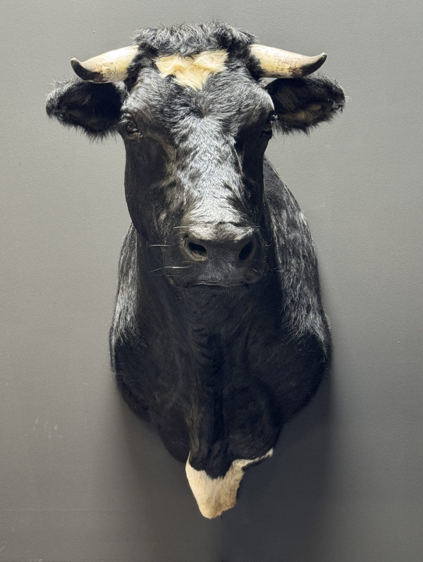 Mounted cow head