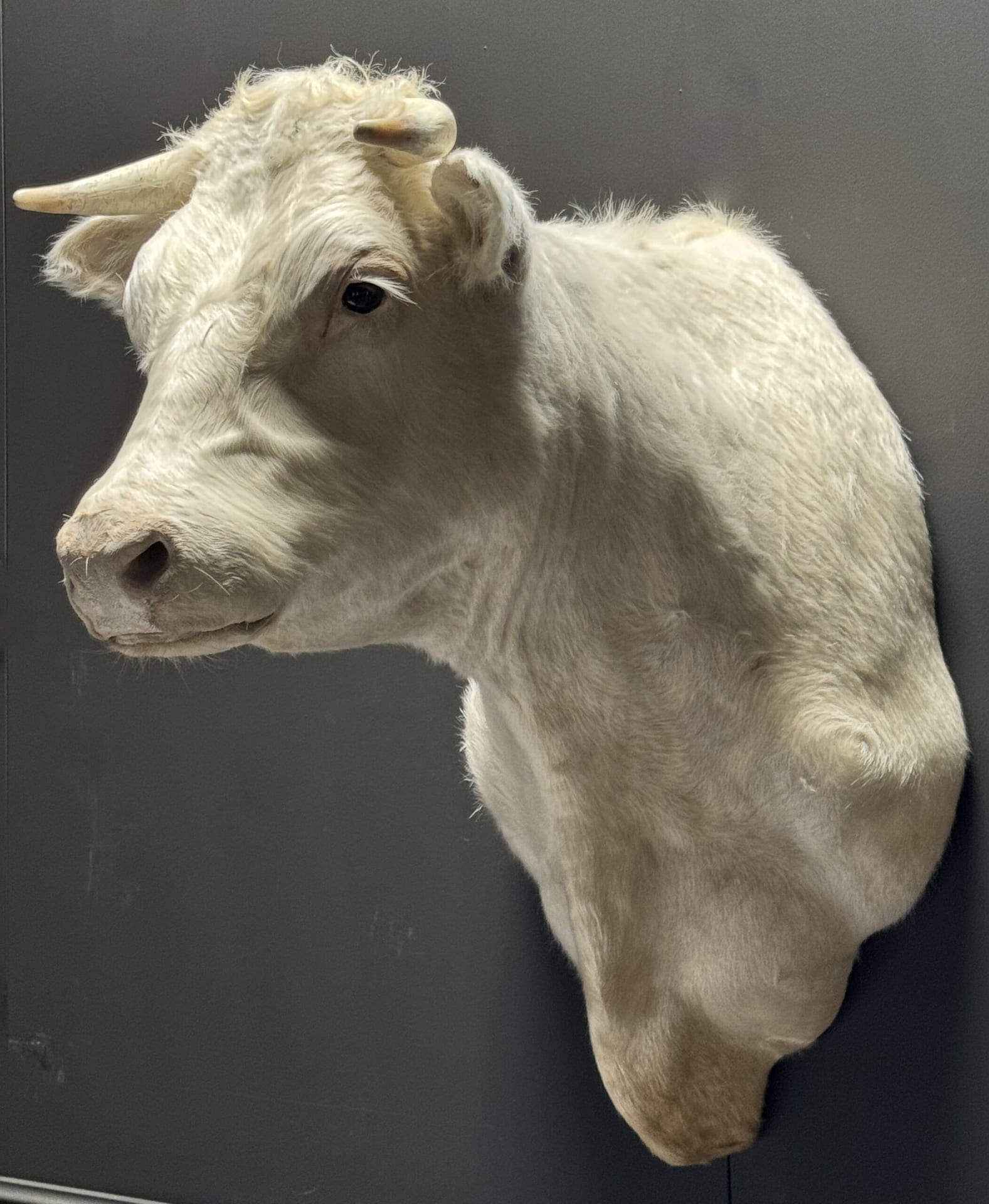 Mounted cow head