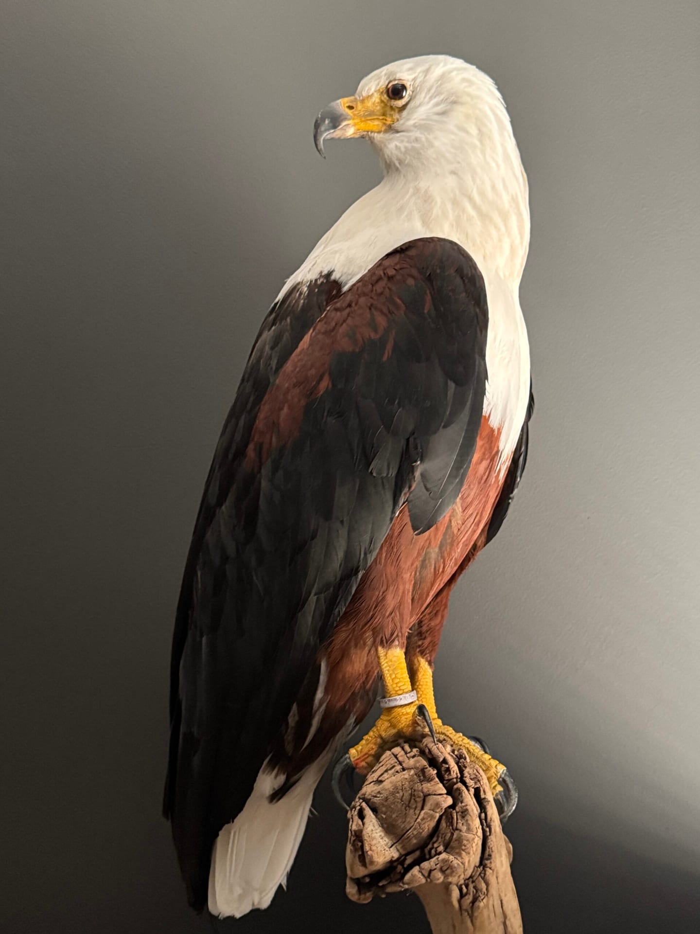 Opgezette Afrikaanse Zeearend (Haliaeetus vocifer)