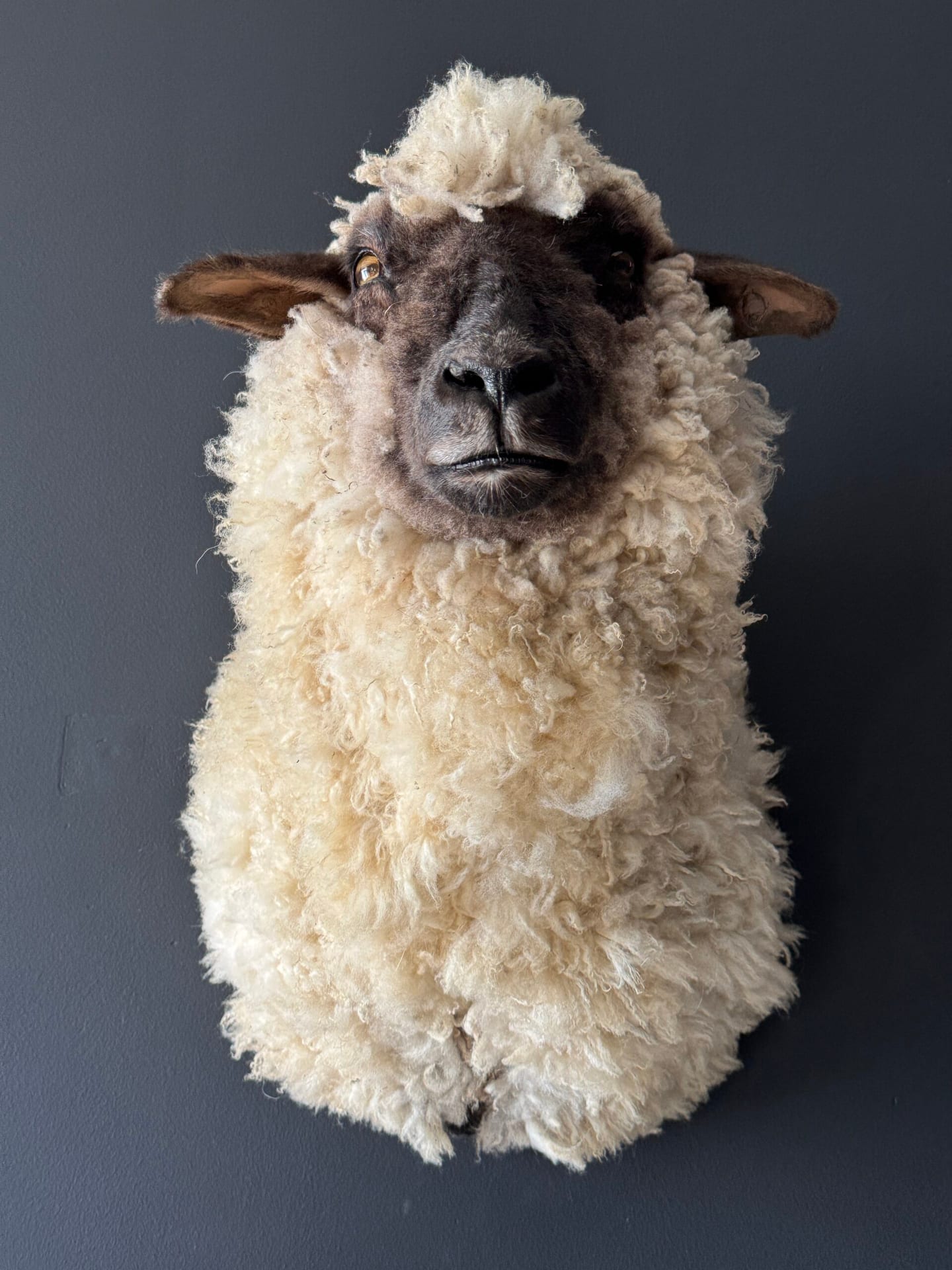 Opgezet schaap