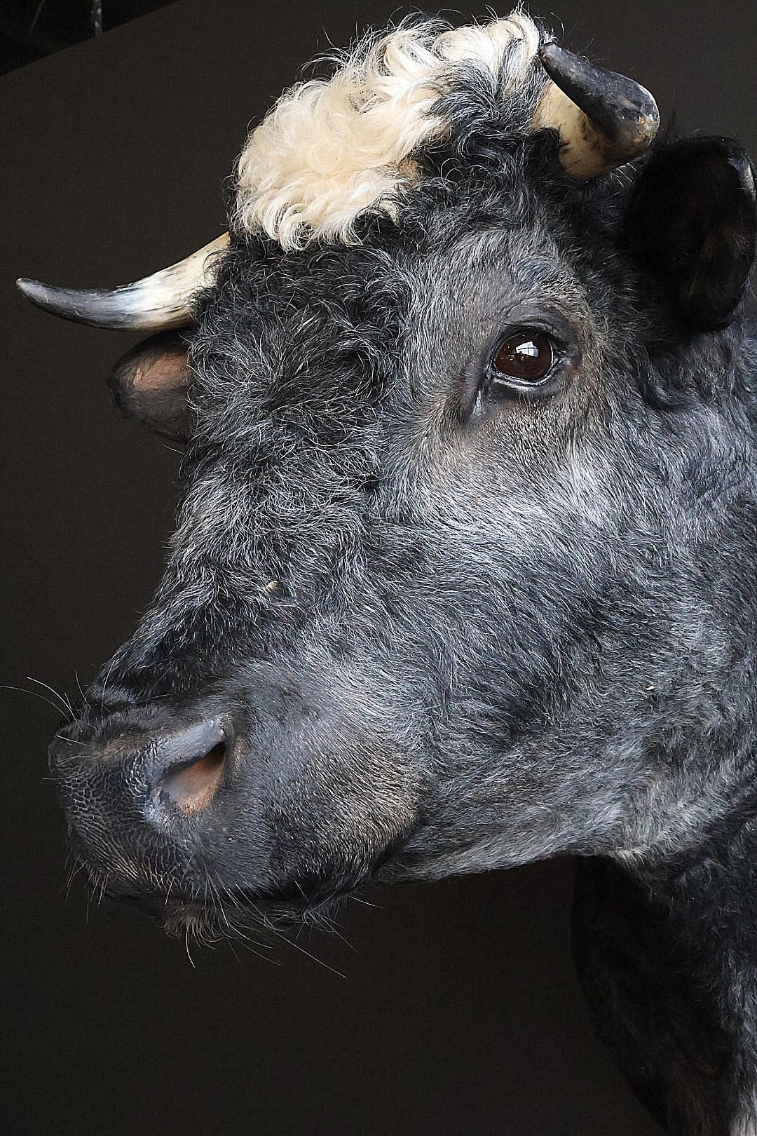 Mounted cow head