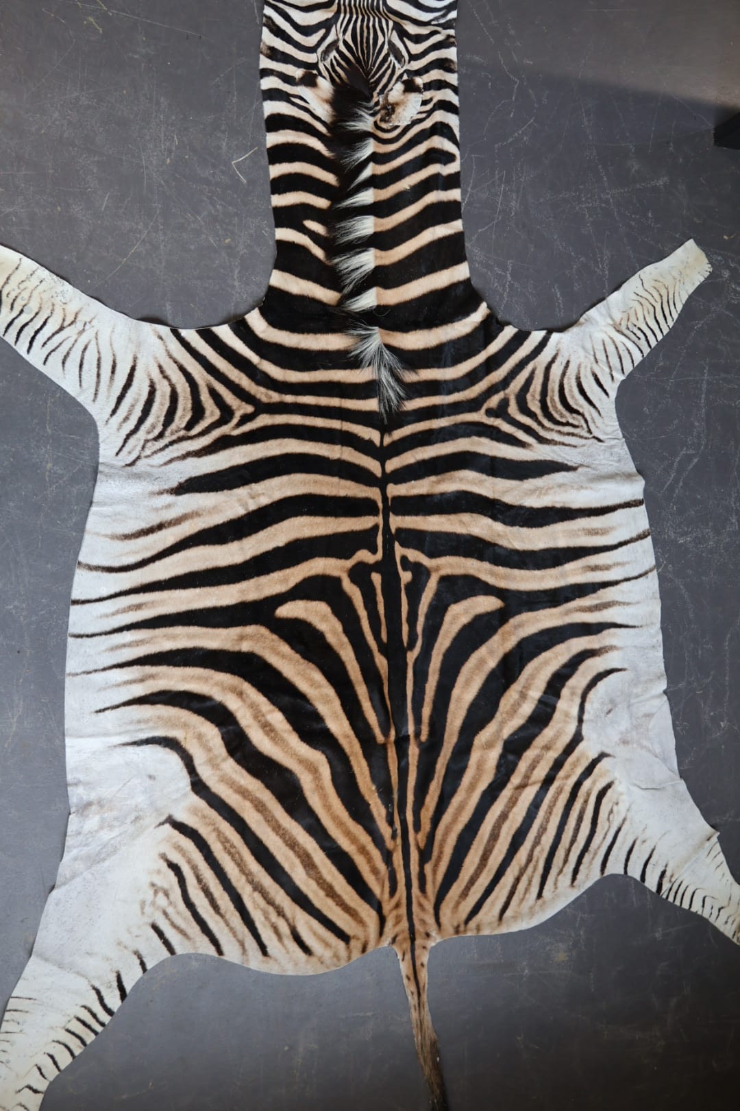 Zebravel