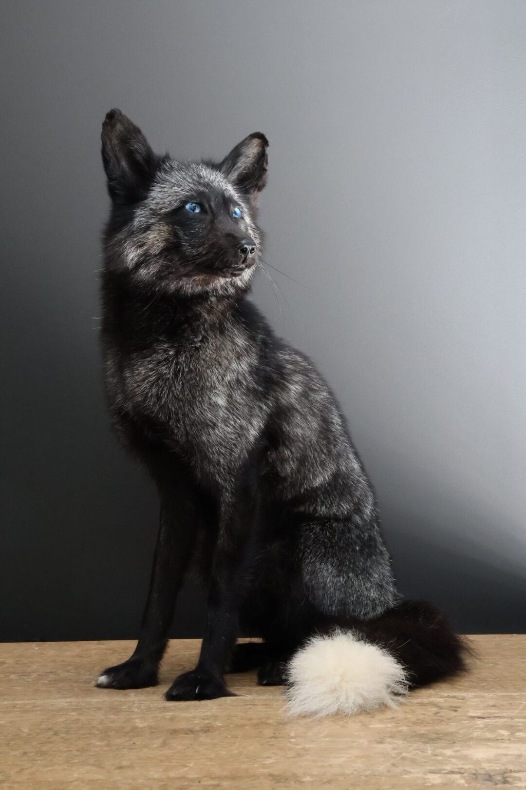 Renard gris foncé naturalisé