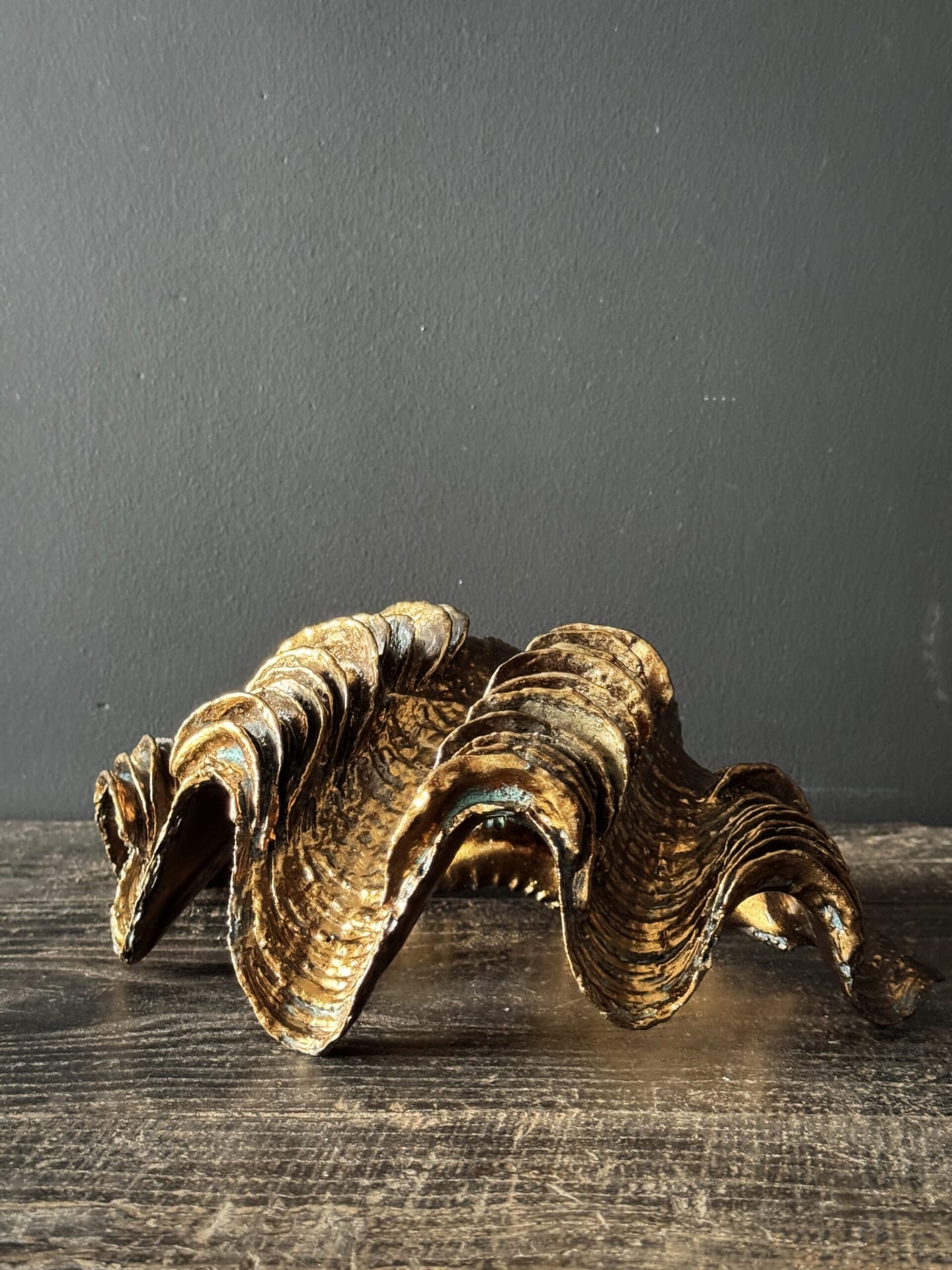 Bronze Giant Clam