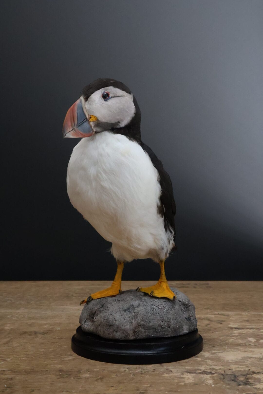 Opgezette papegaaiduiker