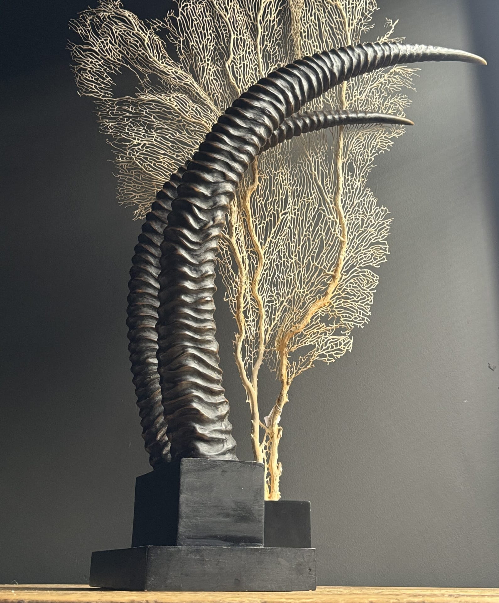 Hoorns Sabelantilope