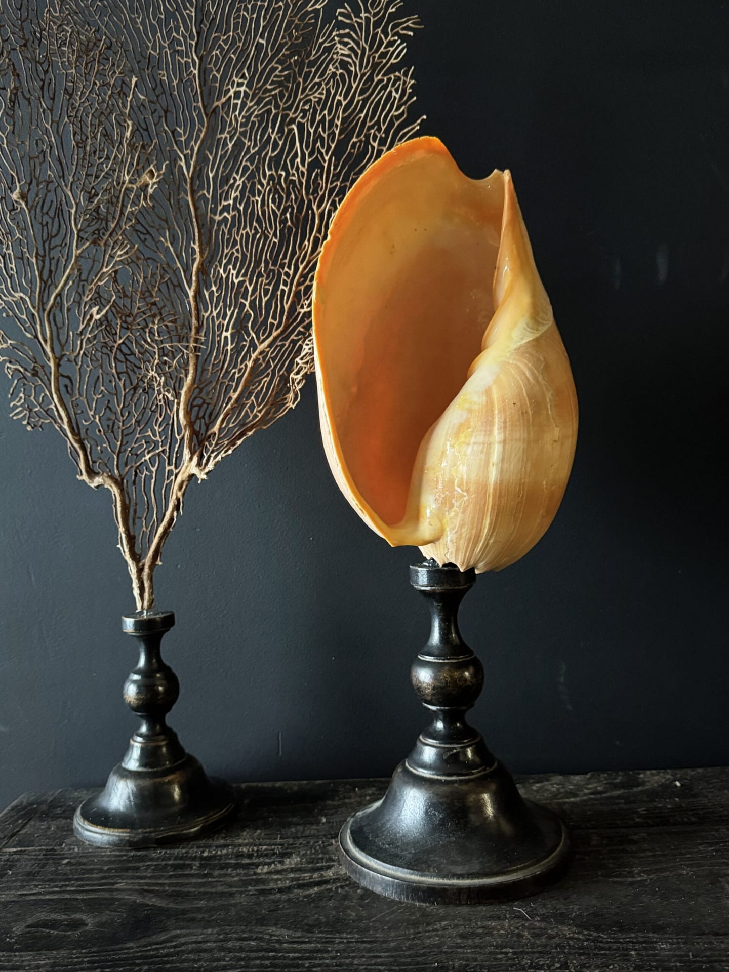 Grote schelp op sokkel
