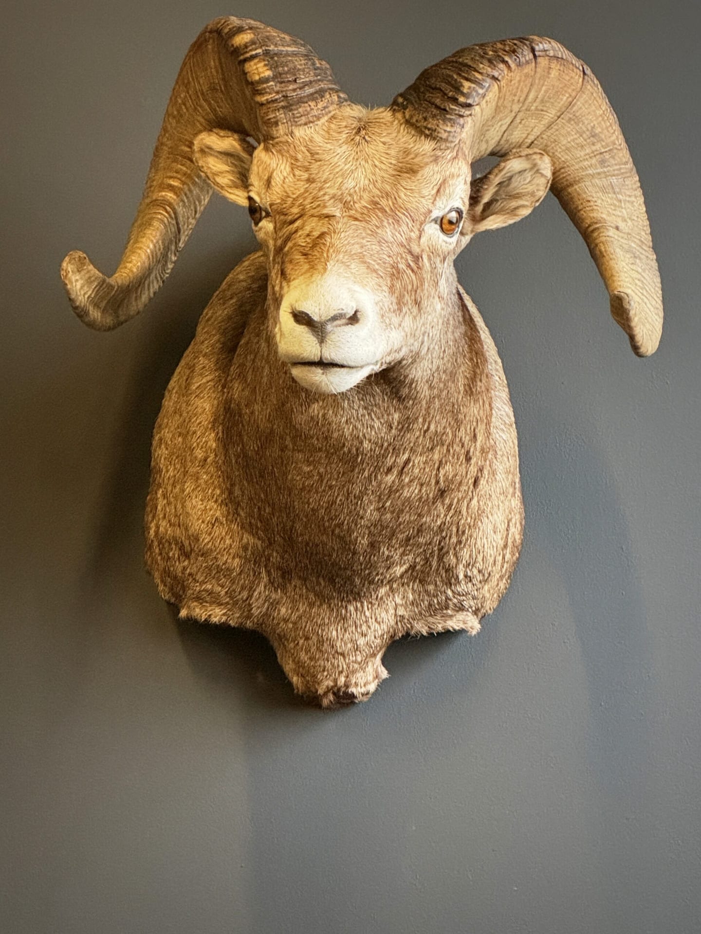 Opgezette dikhoorn ram