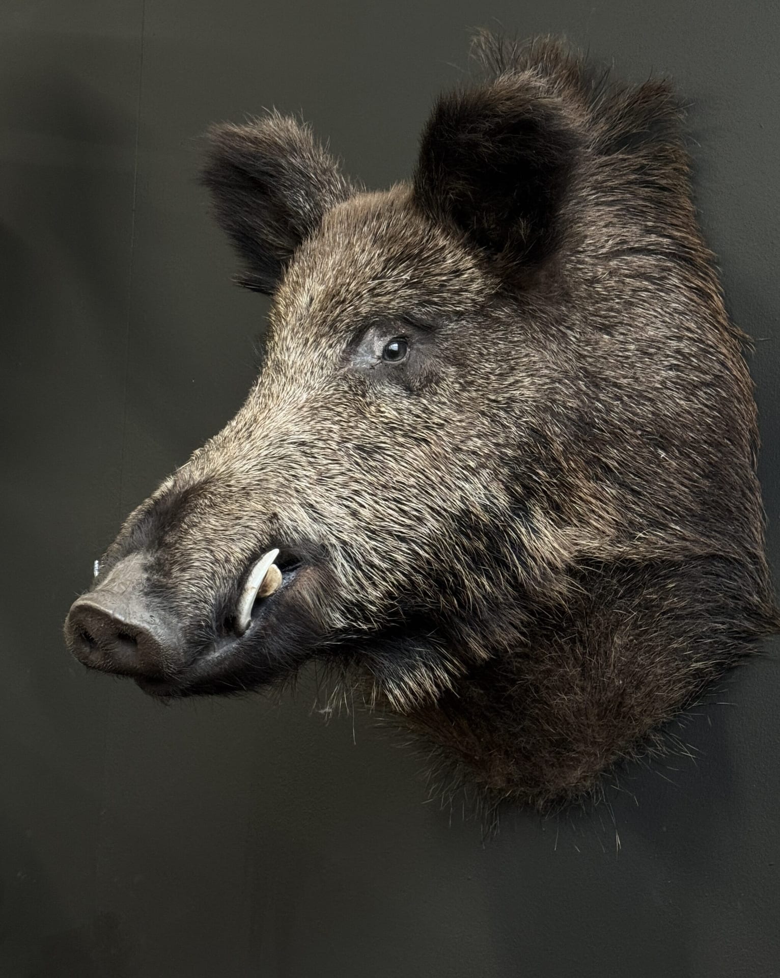 Ausgestopfter Kopf eines Wildschweins