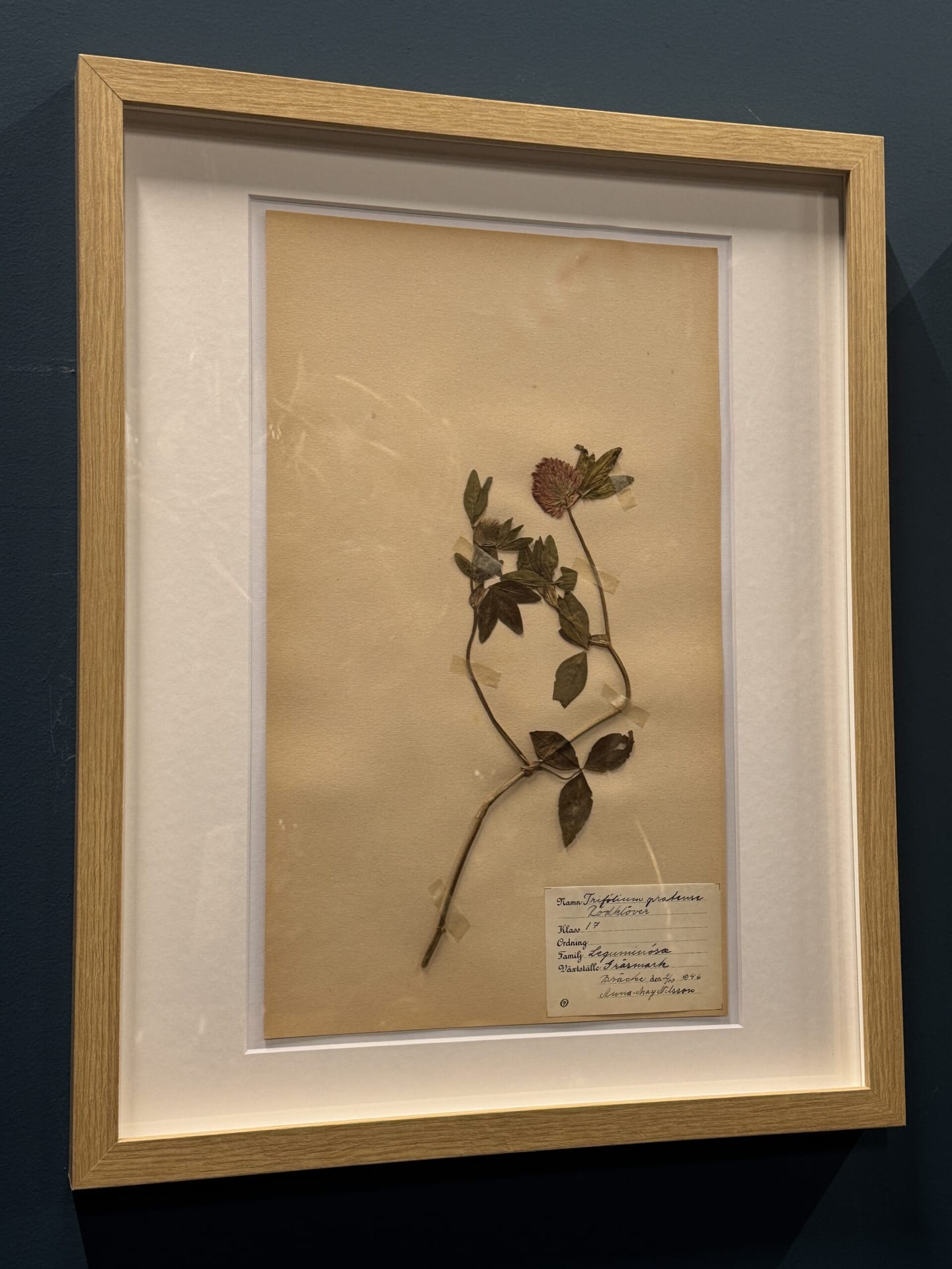 Ingelijst Zweeds herbarium