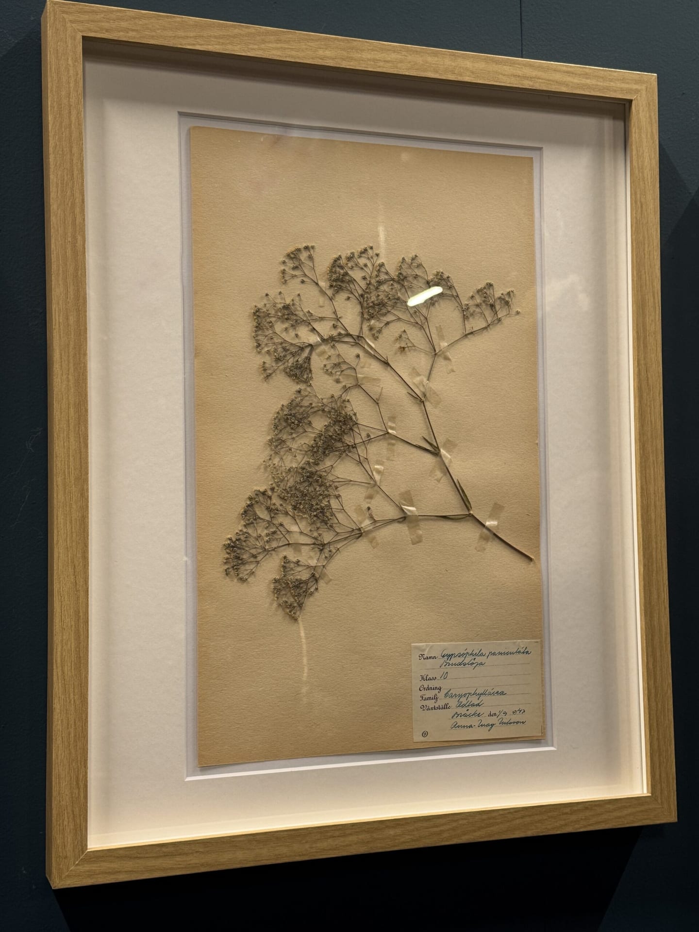 Ingelijst Zweeds herbarium