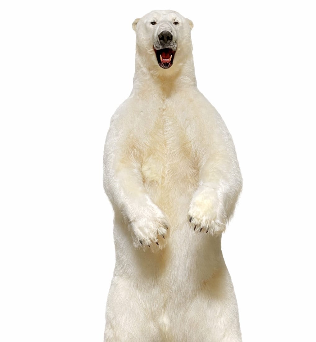 Ausgestopfter Eisbär