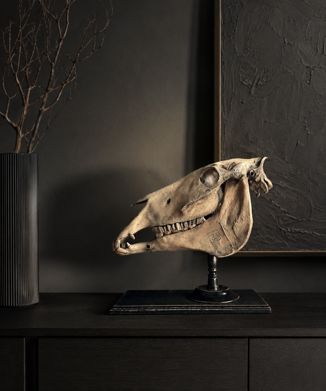 Horse skull Medical artefact