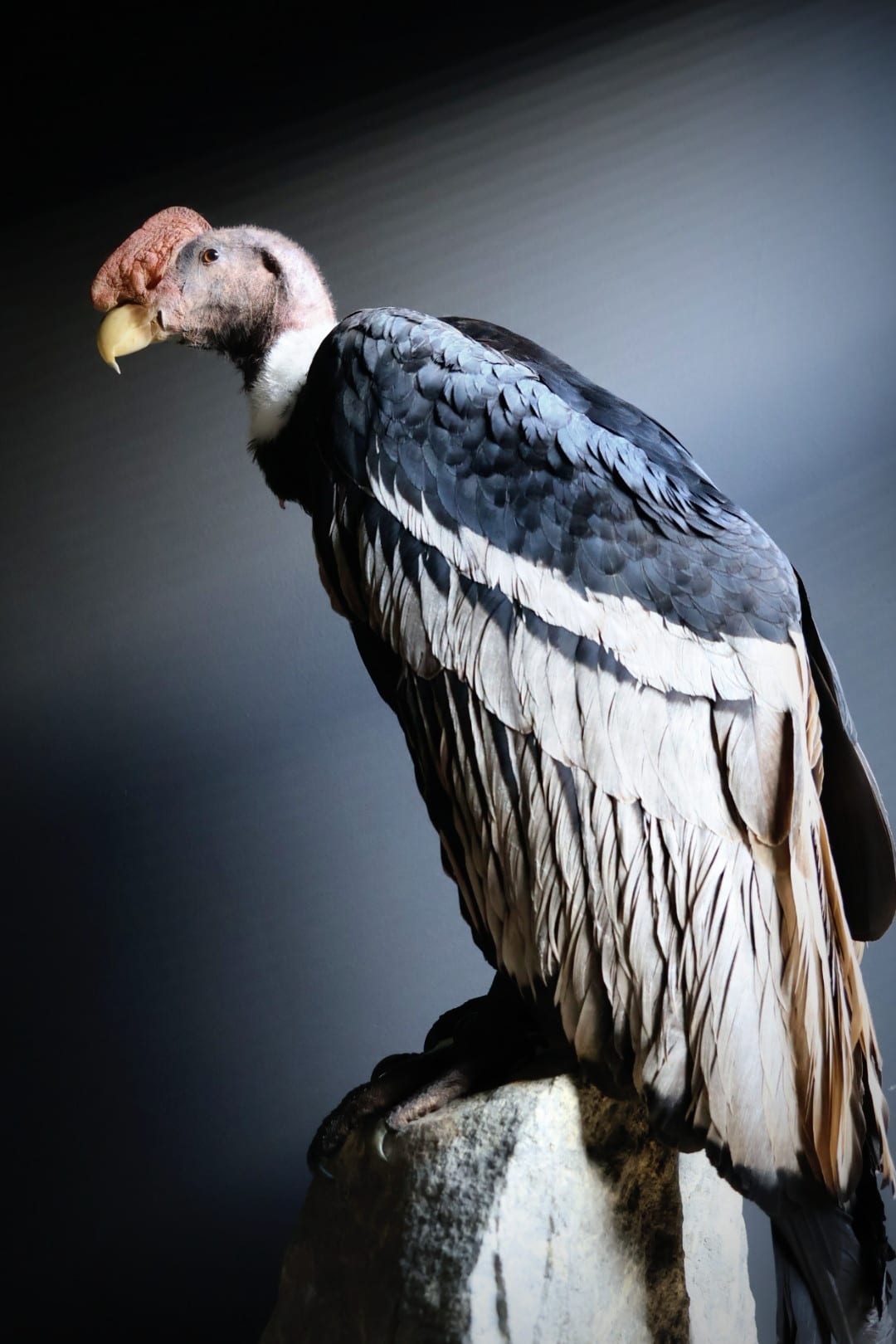 Opgezette Andes Condor