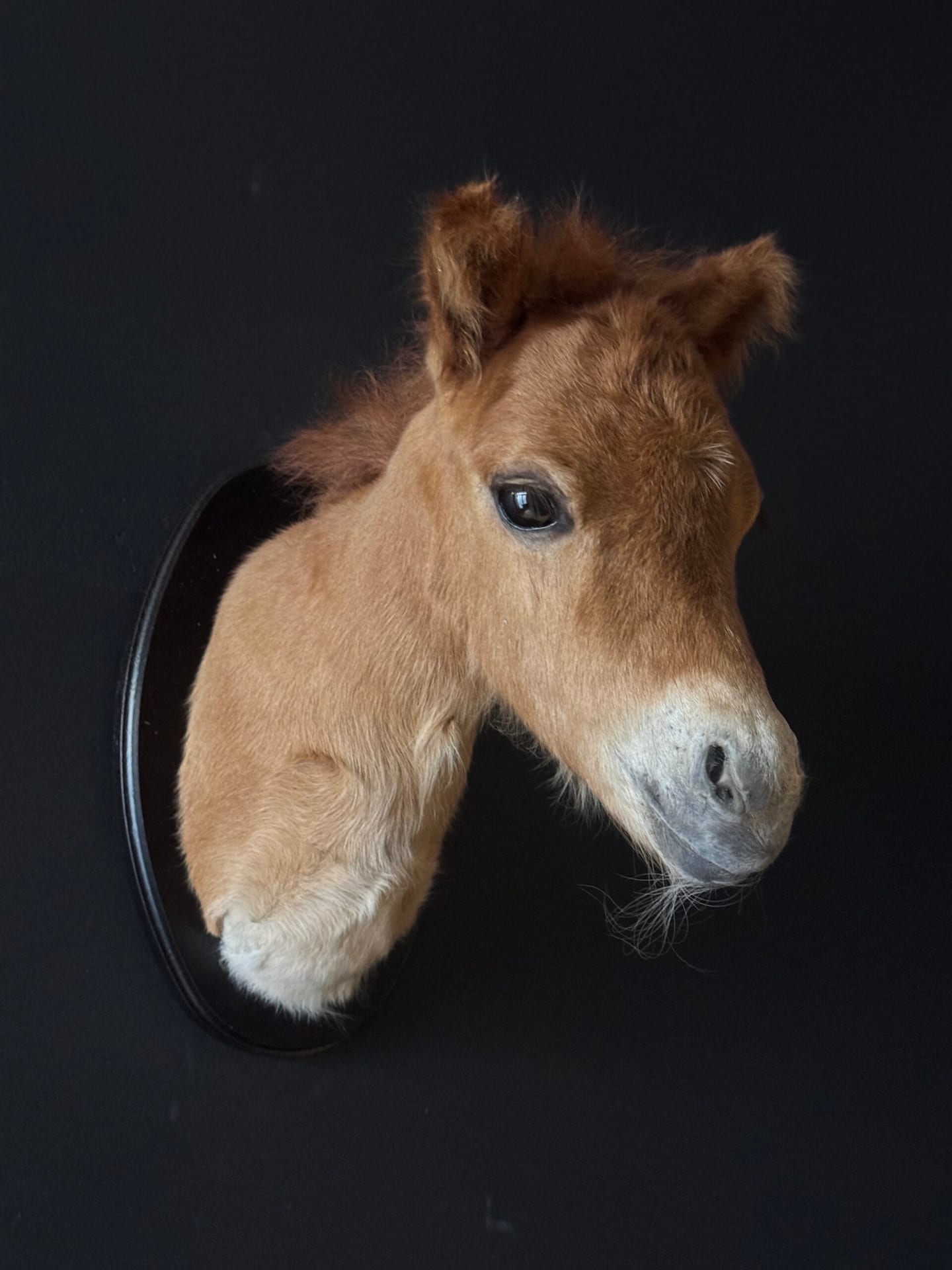 Opgezet paard