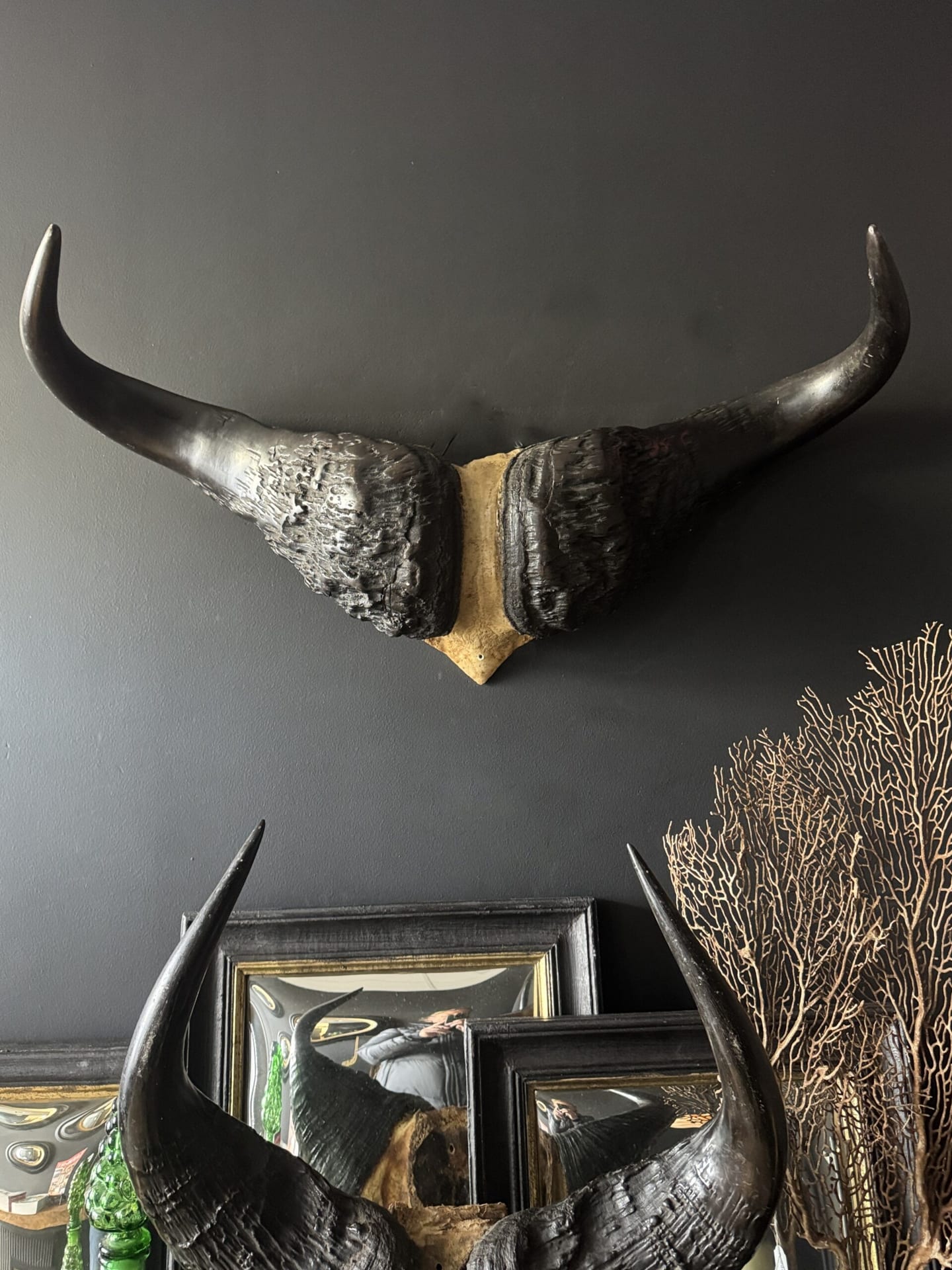 Buffel schedel