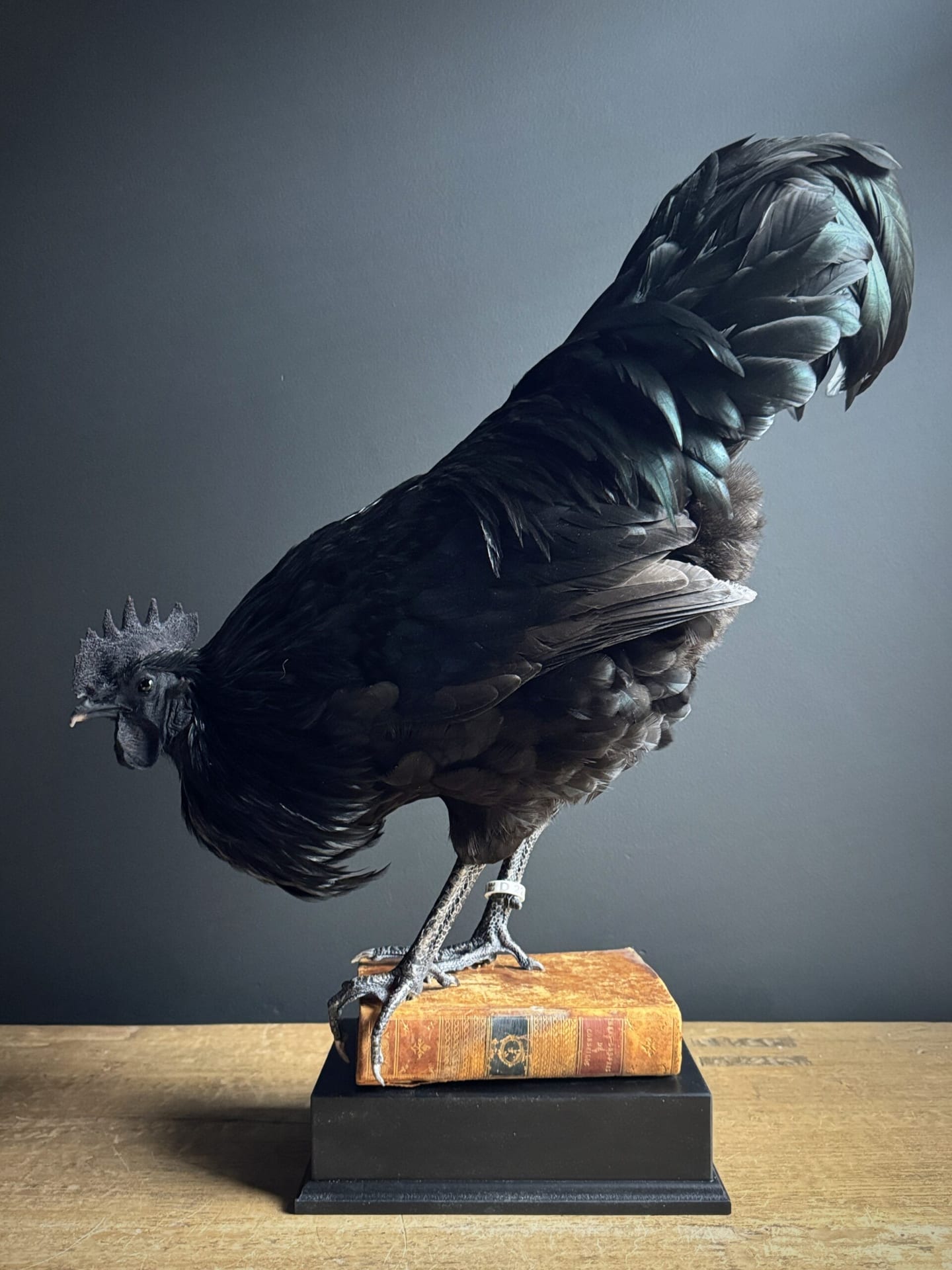 Mounted black rooster