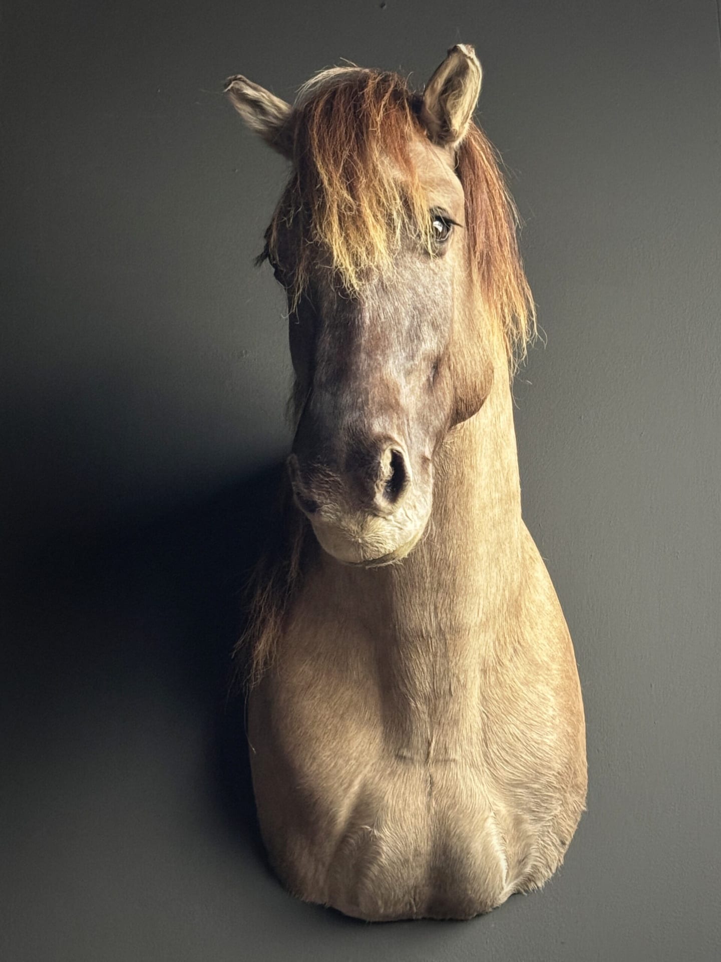 Opgezet Konik paard