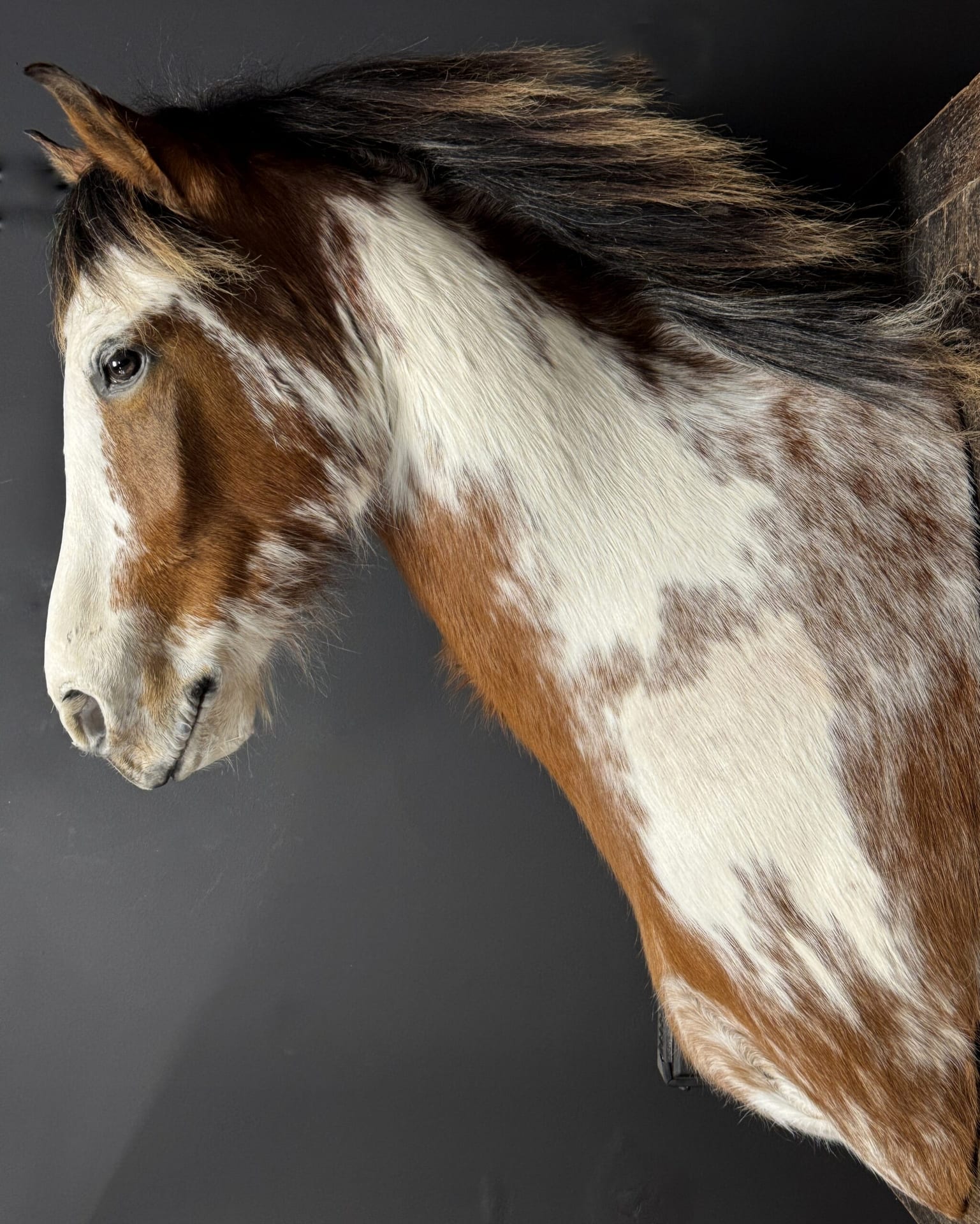 Opgezet paardenhoofd