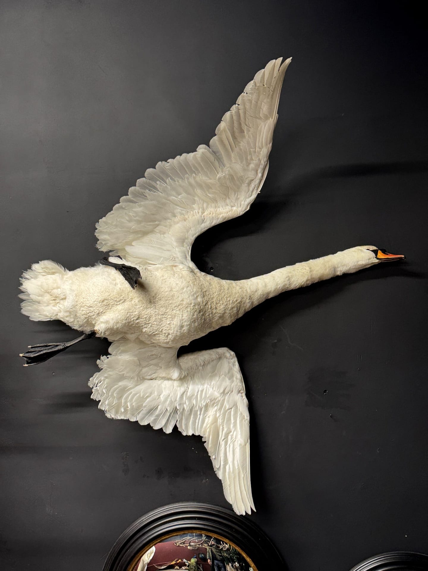 Ausgestopfter Schwan