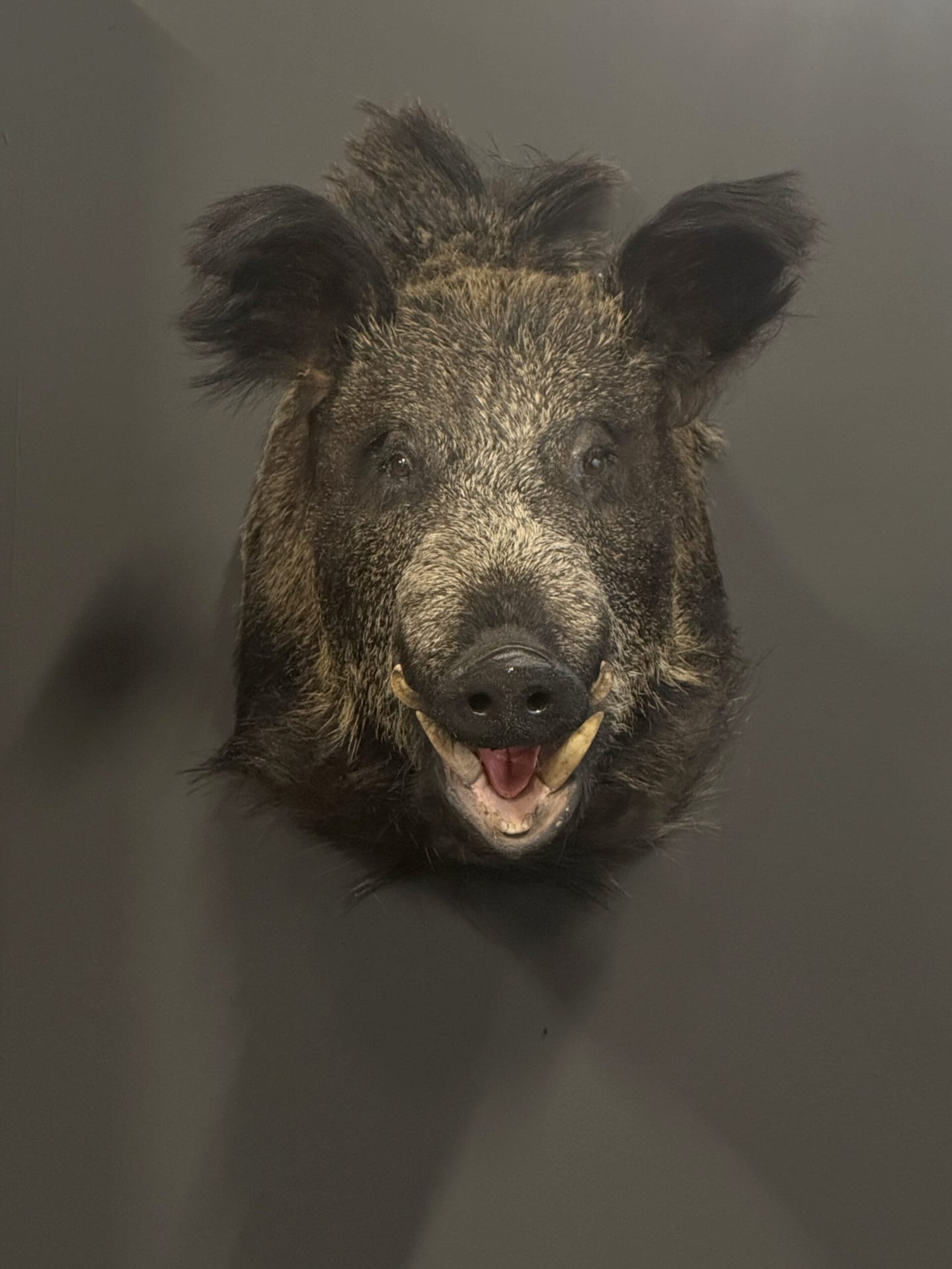 Mounted boar's head