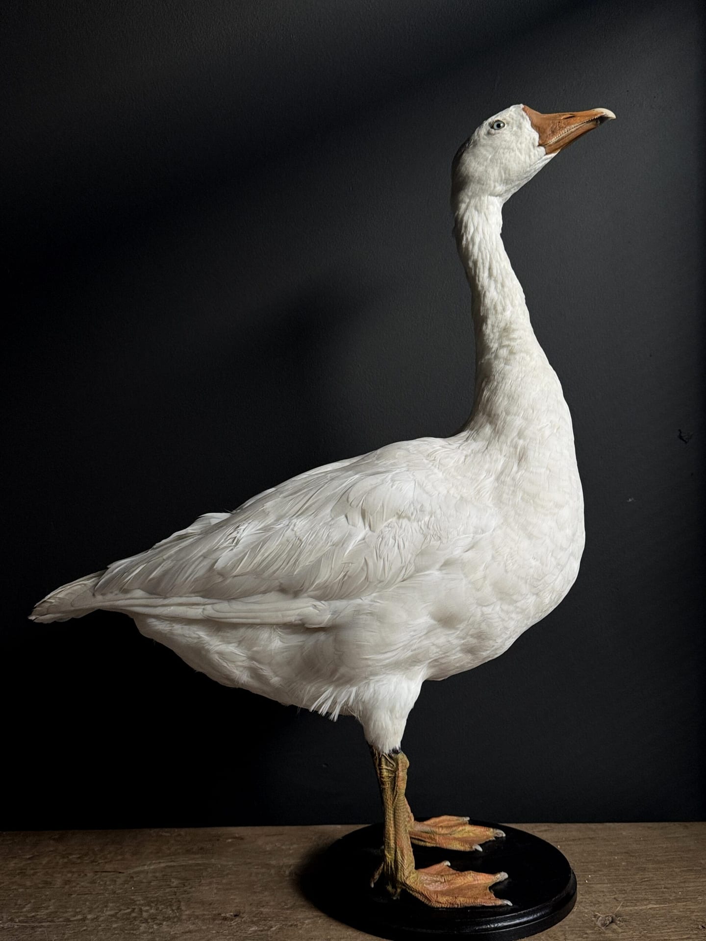 Ausgestopfter weiße Gans