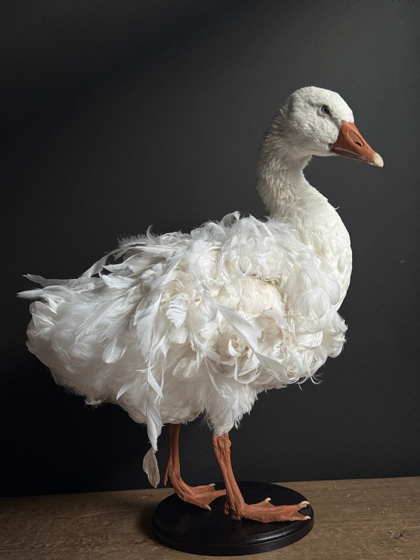 Ausgestopfter Gans