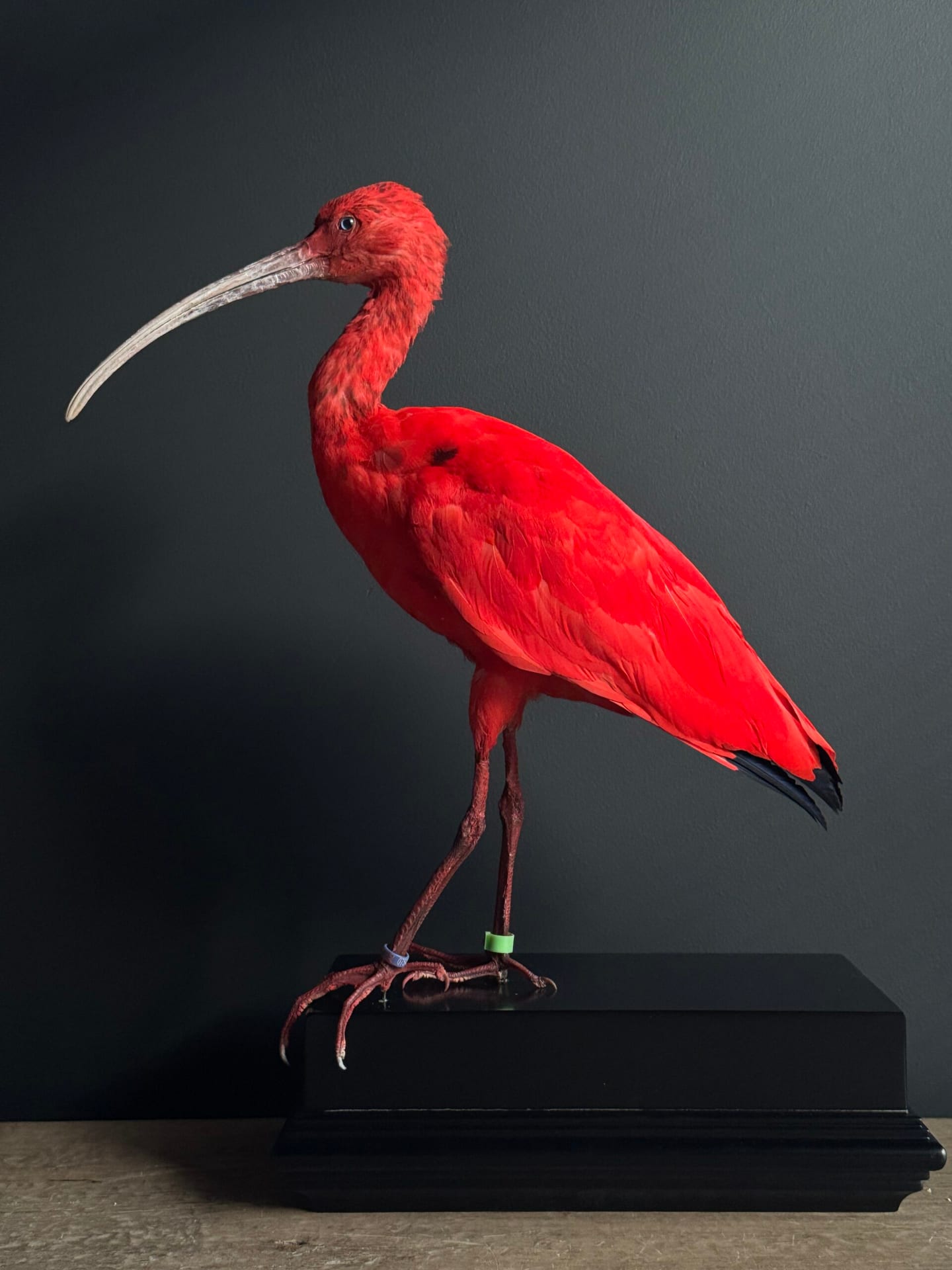 Ibis rouge naturalisé