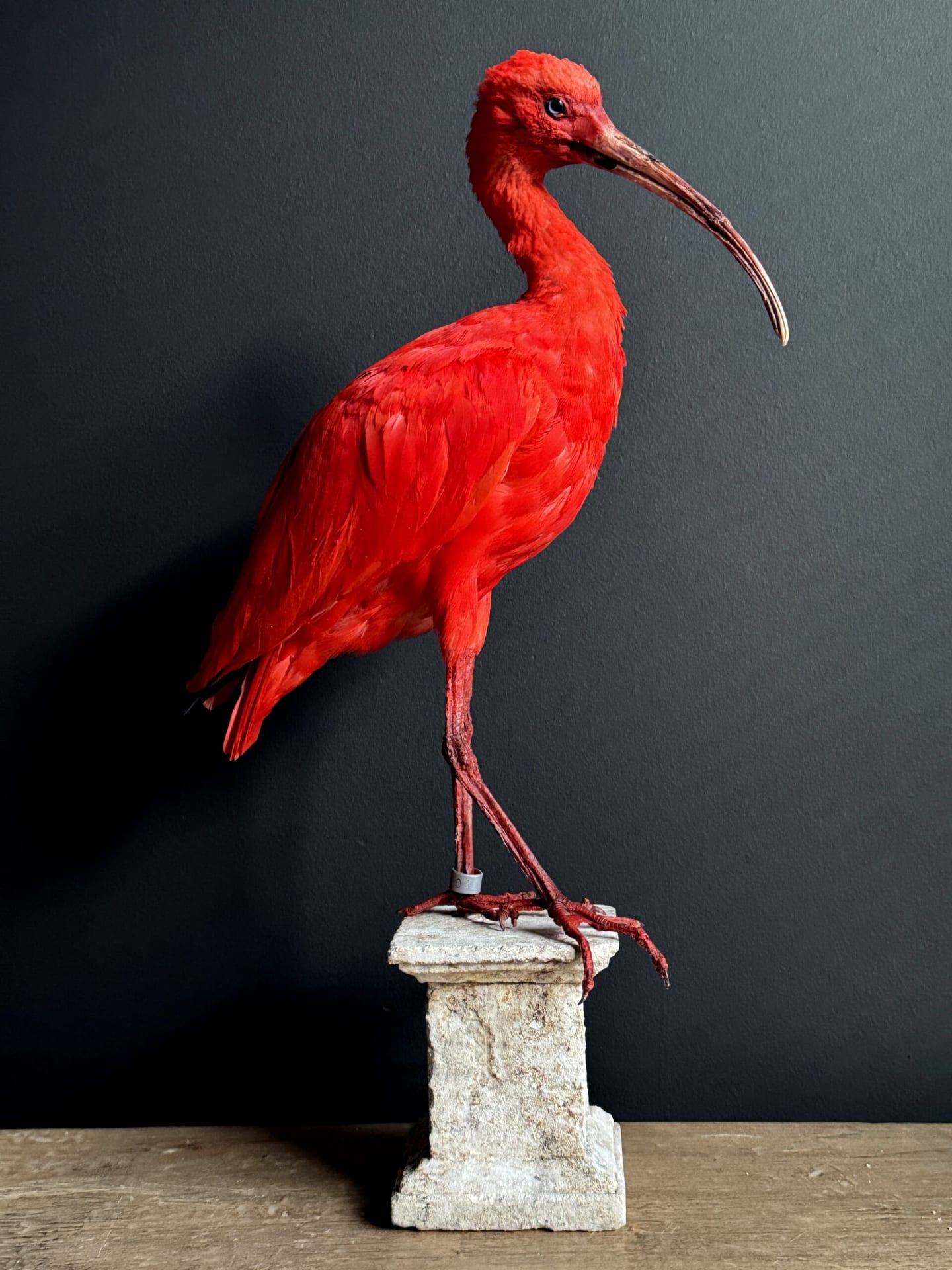 Ibis rouge naturalisé