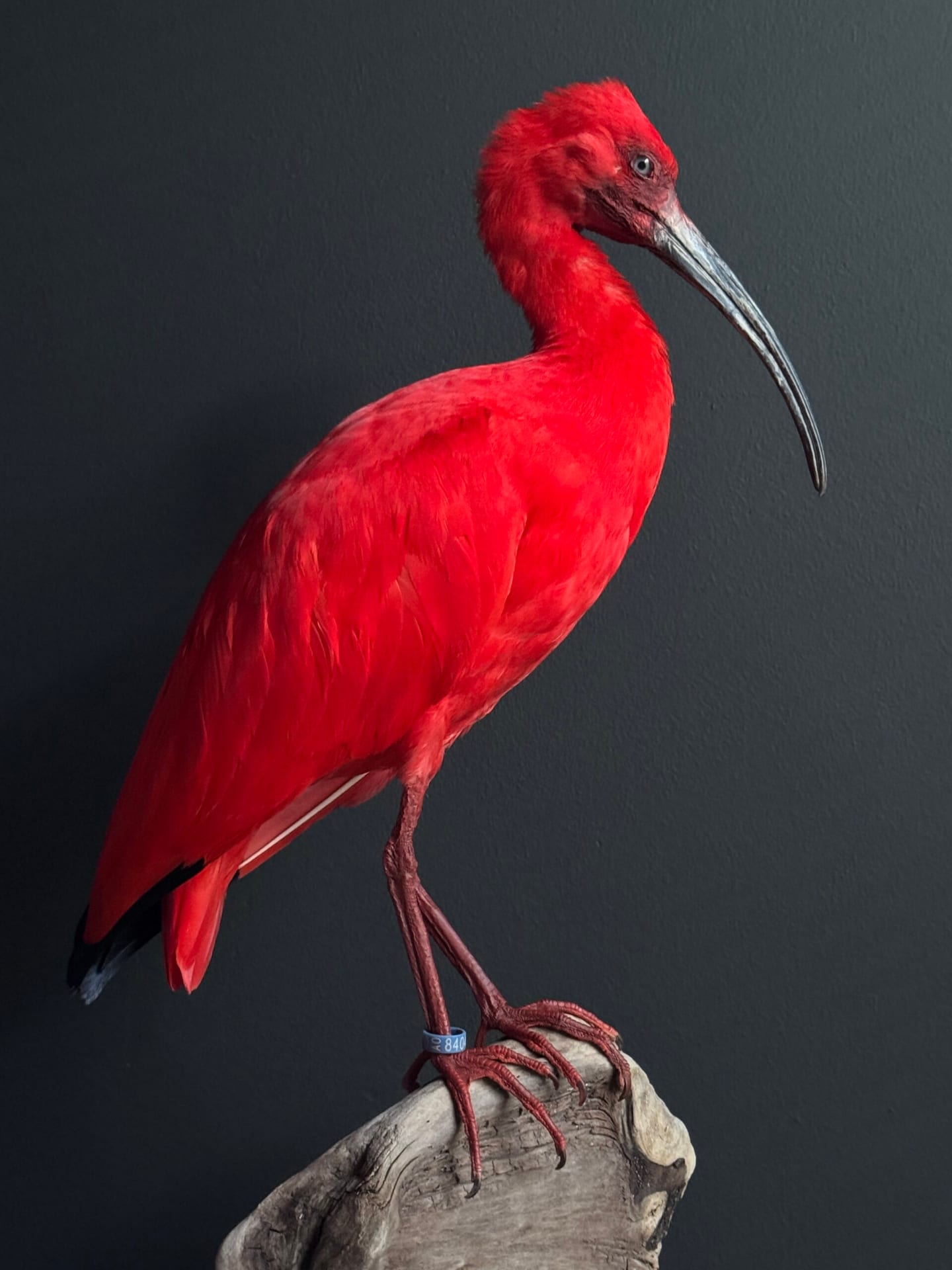 Ibis rouge naturalisé