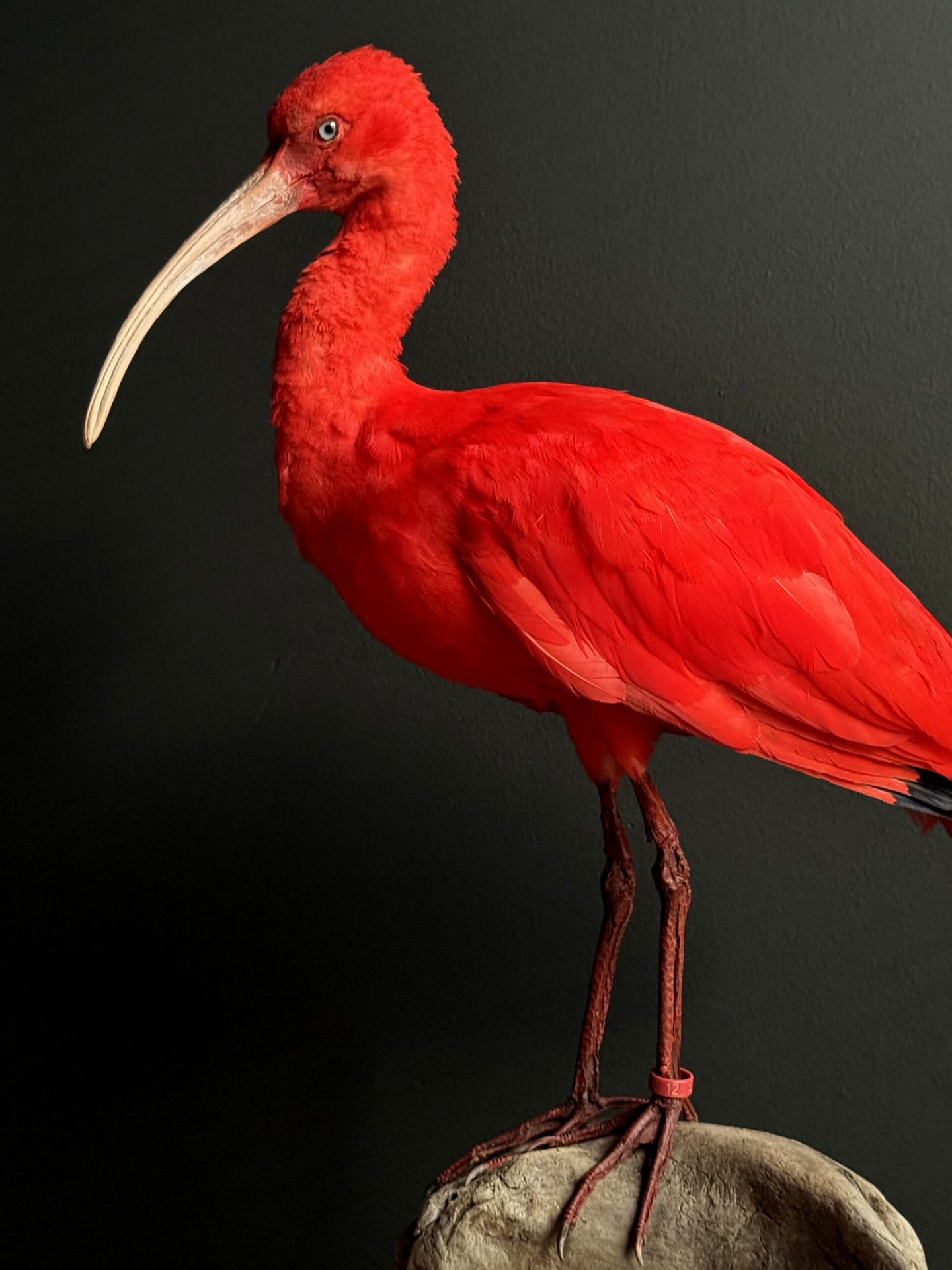 Ibis rouge naturalisé