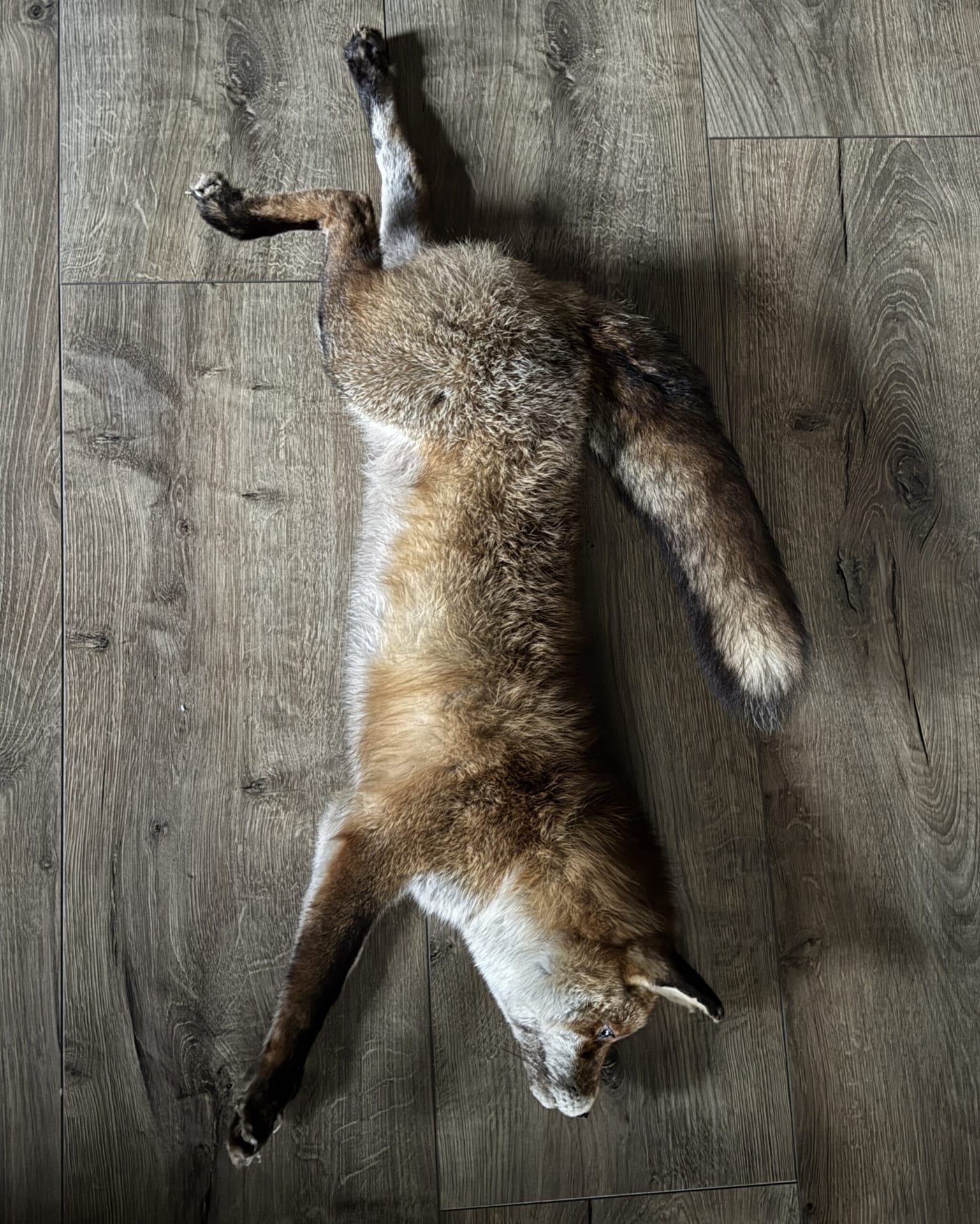 Renard naturalisé