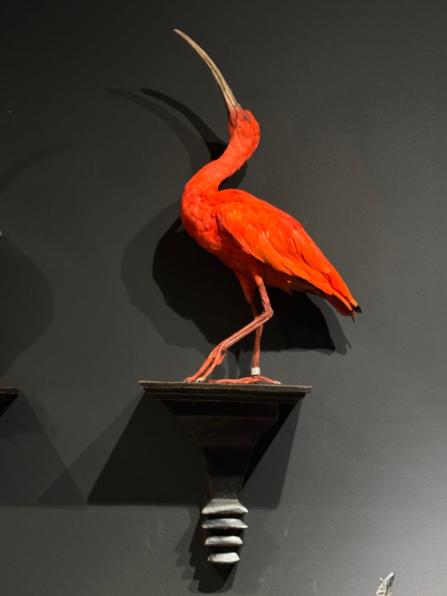 Ausgestopfter roter Ibis
