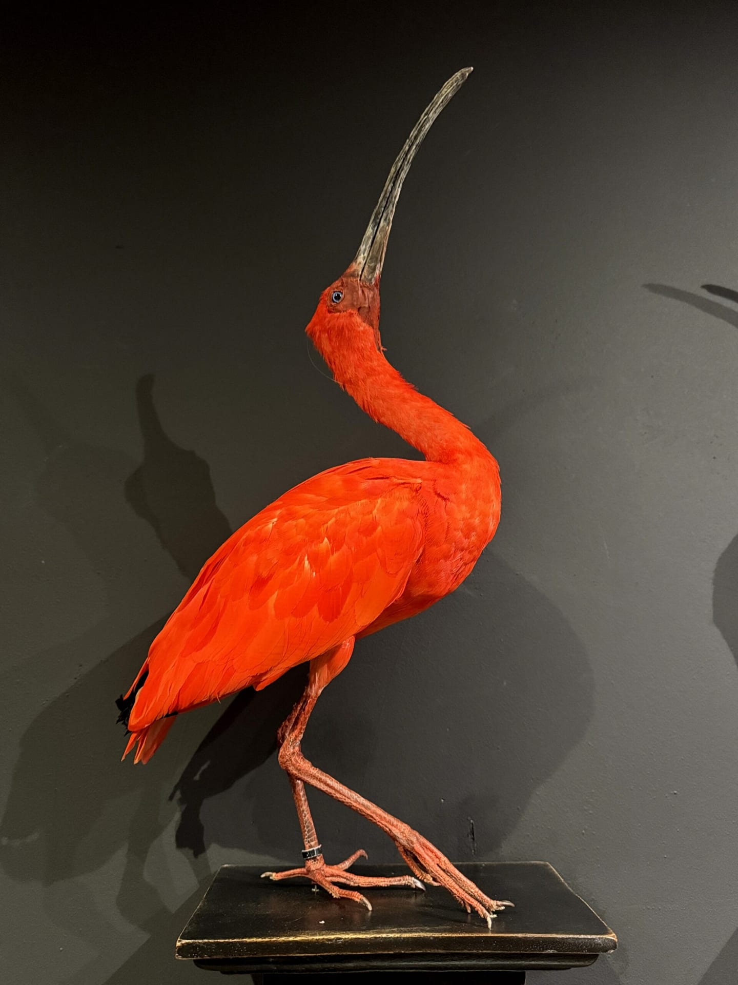 Ausgestopfter roter Ibis