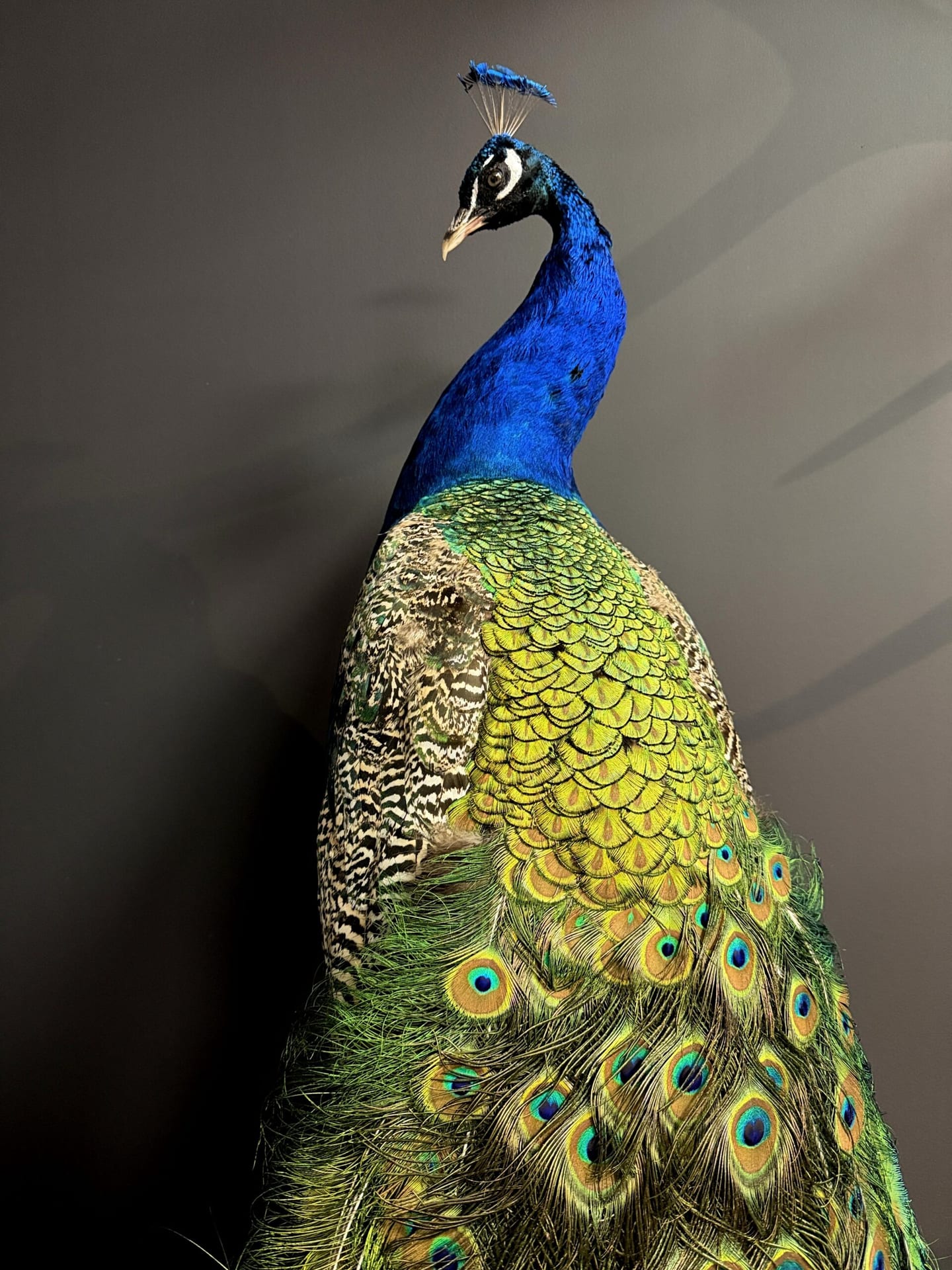 Ausgestopfter Pfau