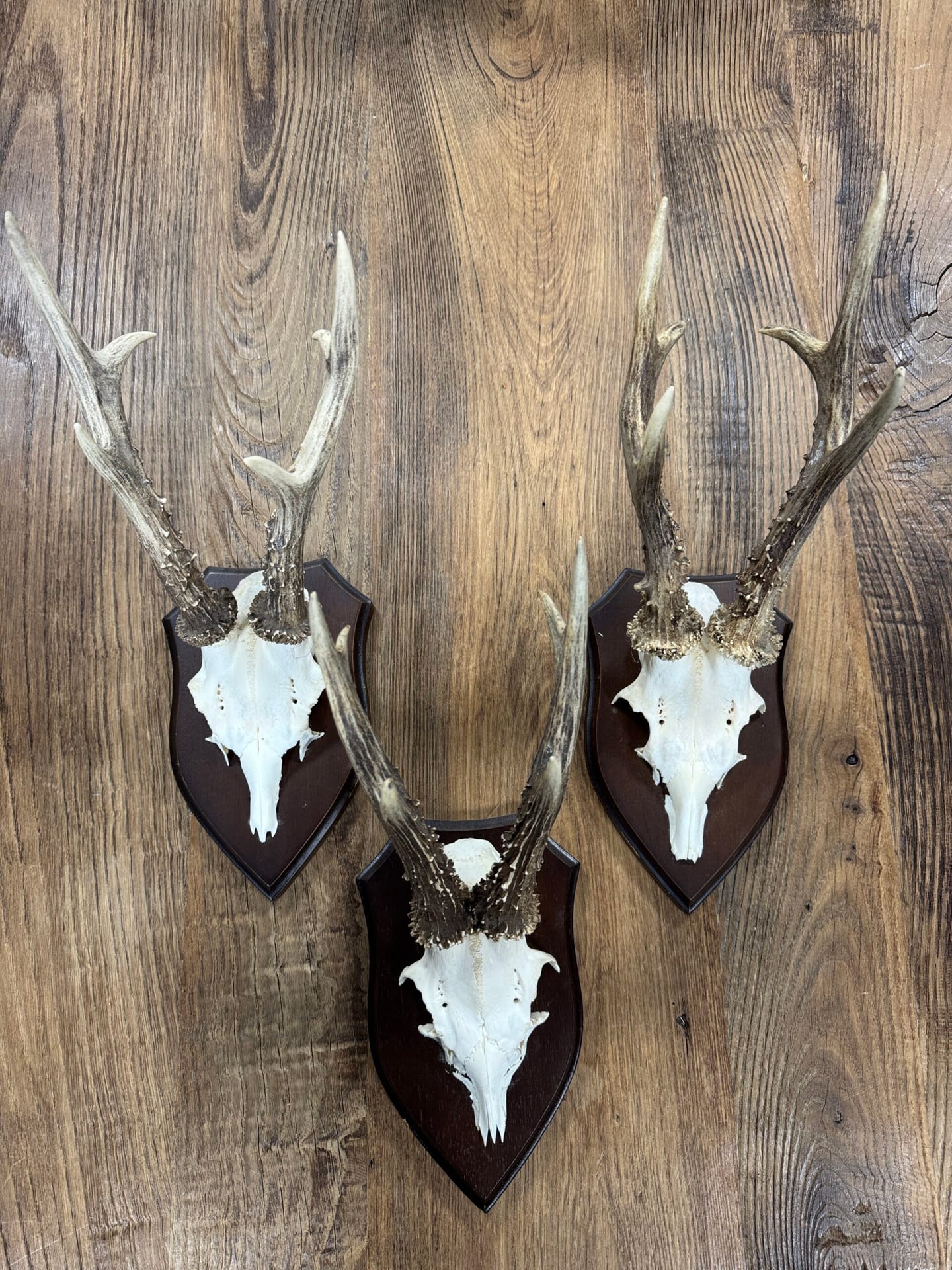 Reegeweitjes (L)