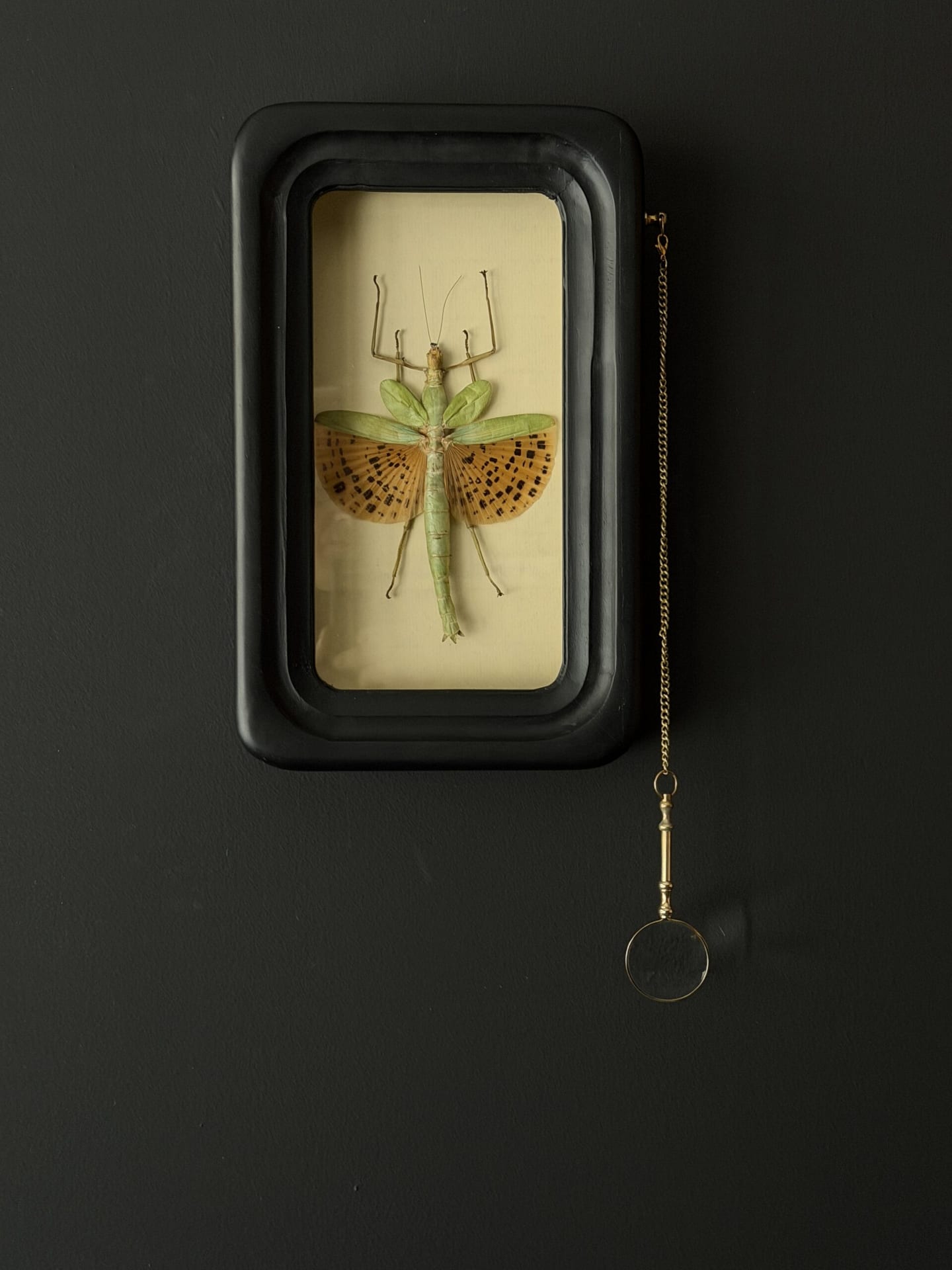 Wandelende tak Paracyphocrania Major met vergrootglas