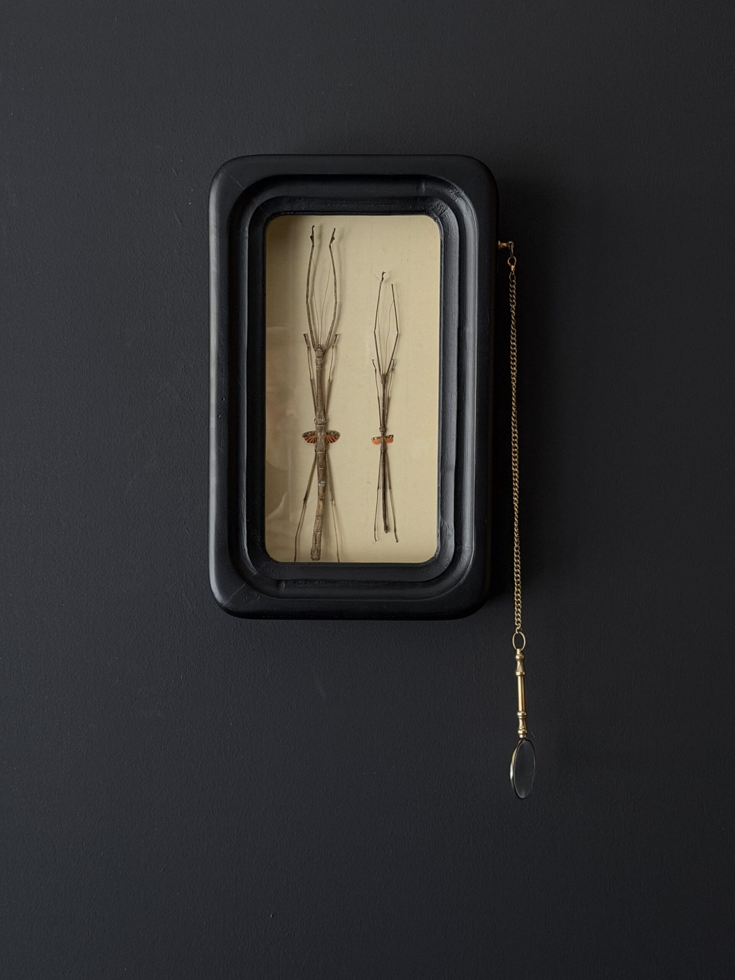 Twee wandelende takken Phaenopharos Struthioneus in observatieframe