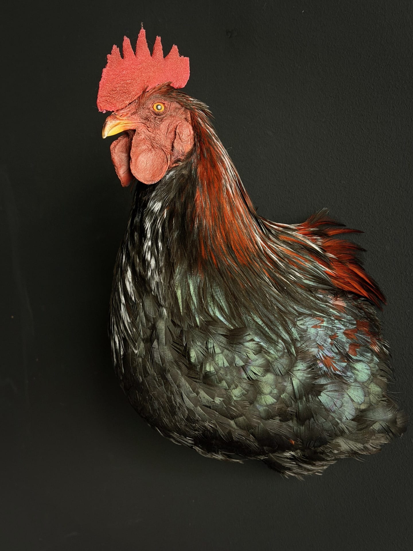 Ausgestopfter Hahn