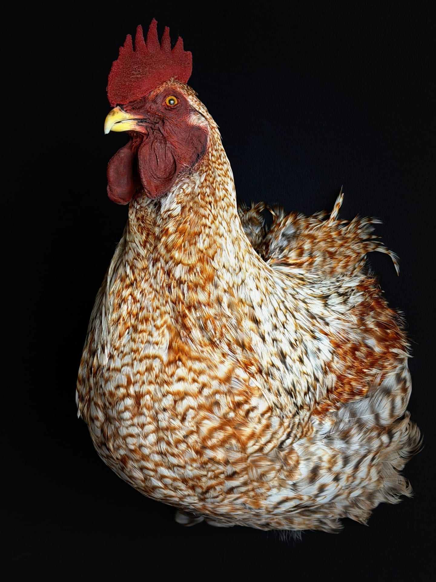 Ausgestopfter Hahn